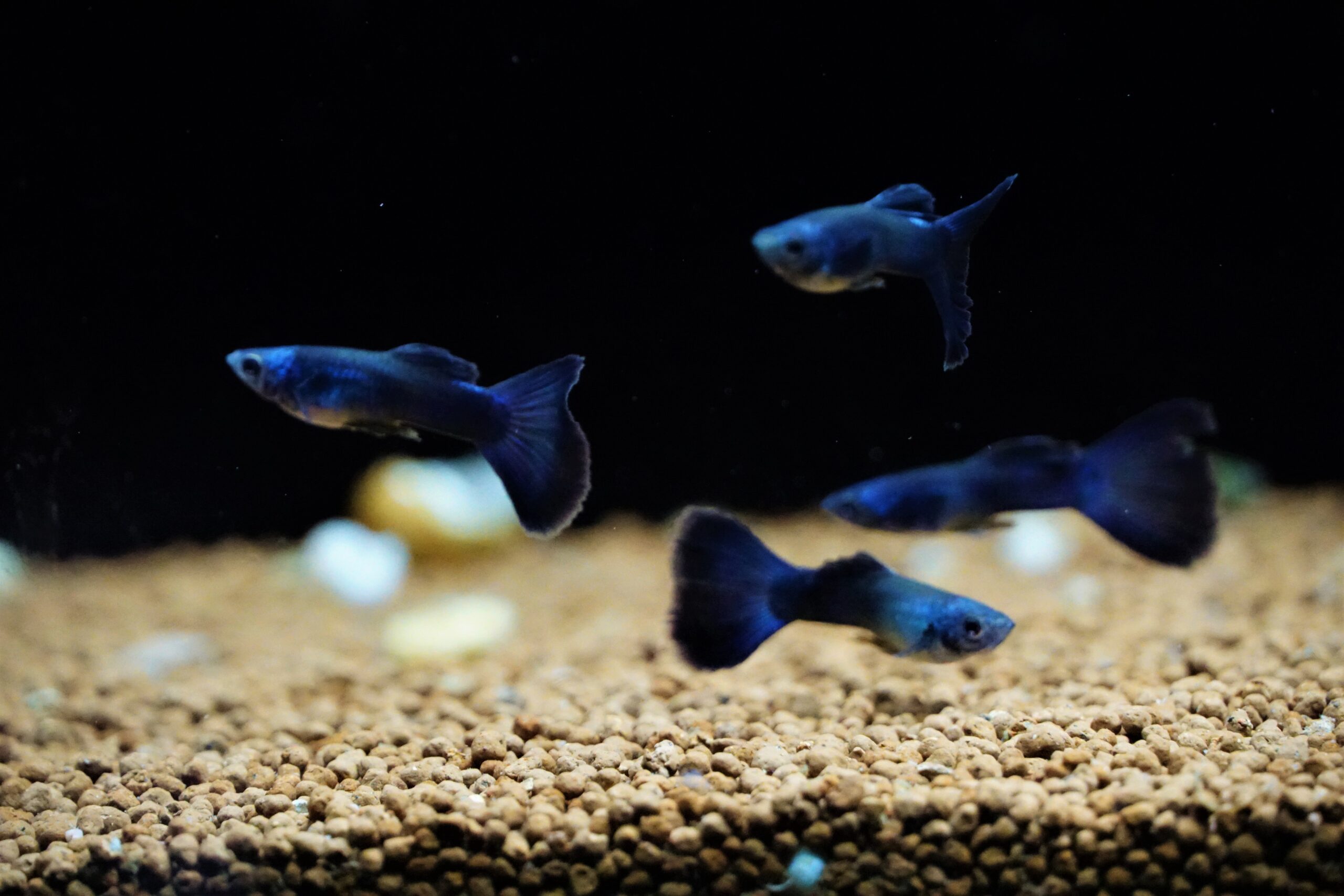 Guppy Blue Moskau (2)