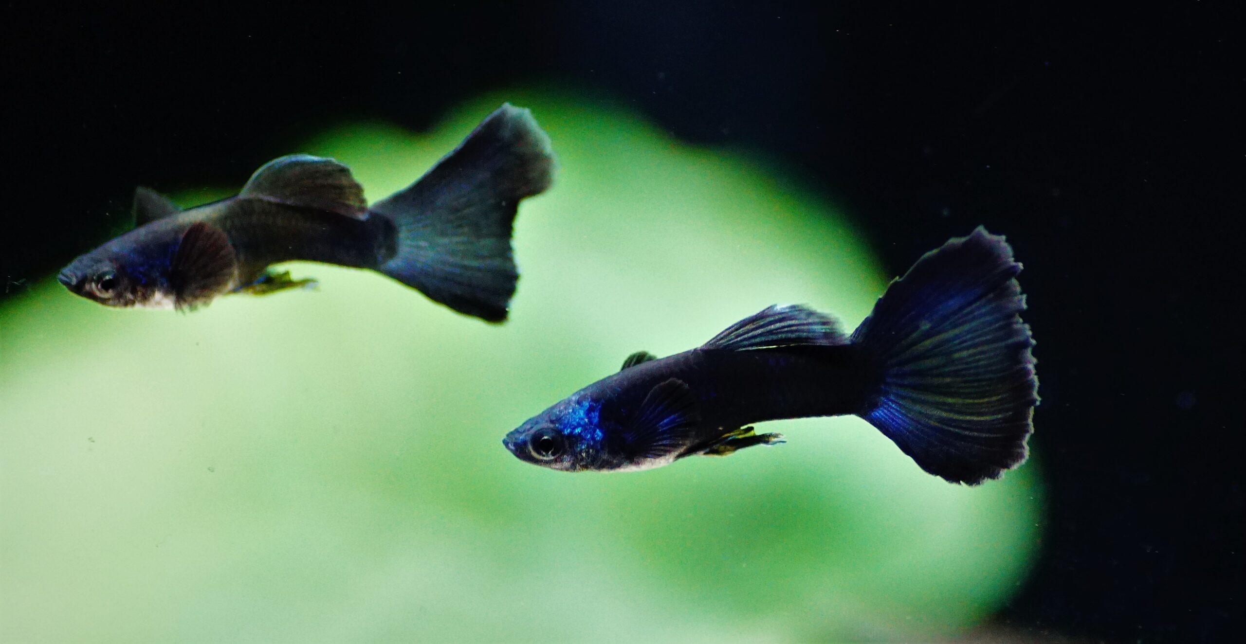 Guppy Moskow blue