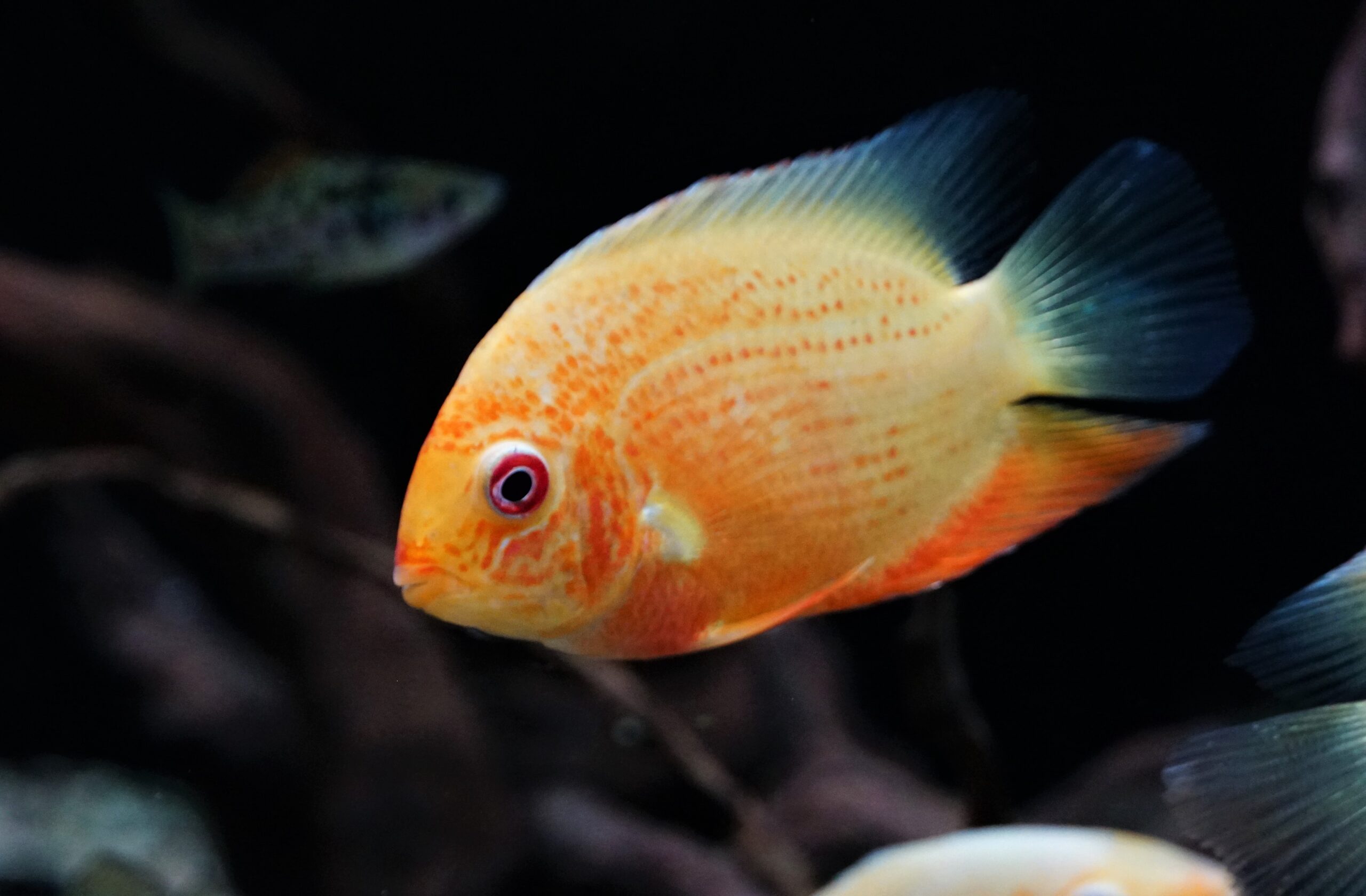 Heros sp. Red spot (1)