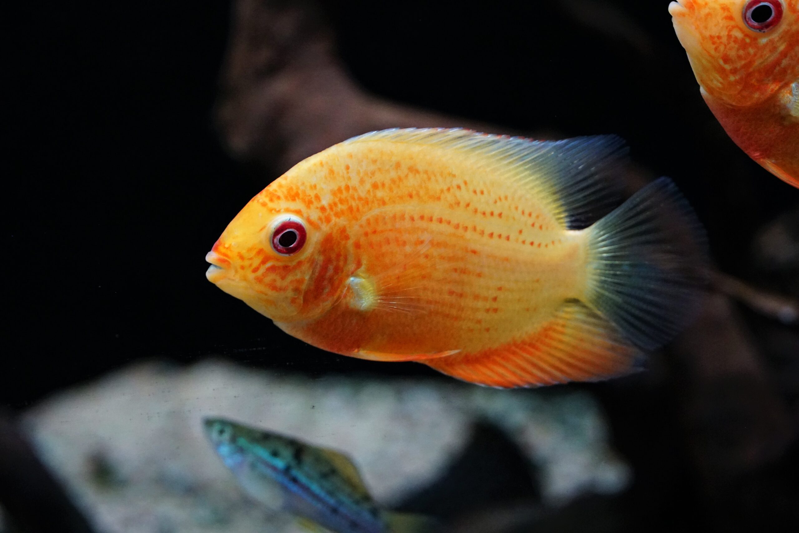 Heros sp. Red spot (2)