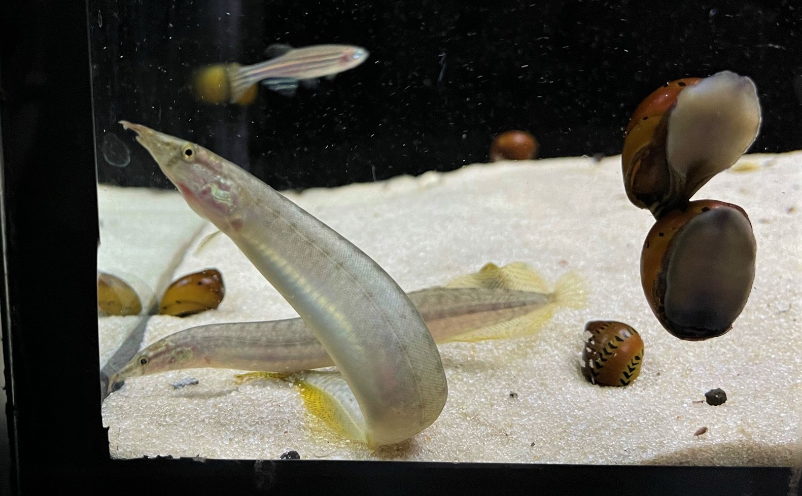 Indischer Zwergaal (1)