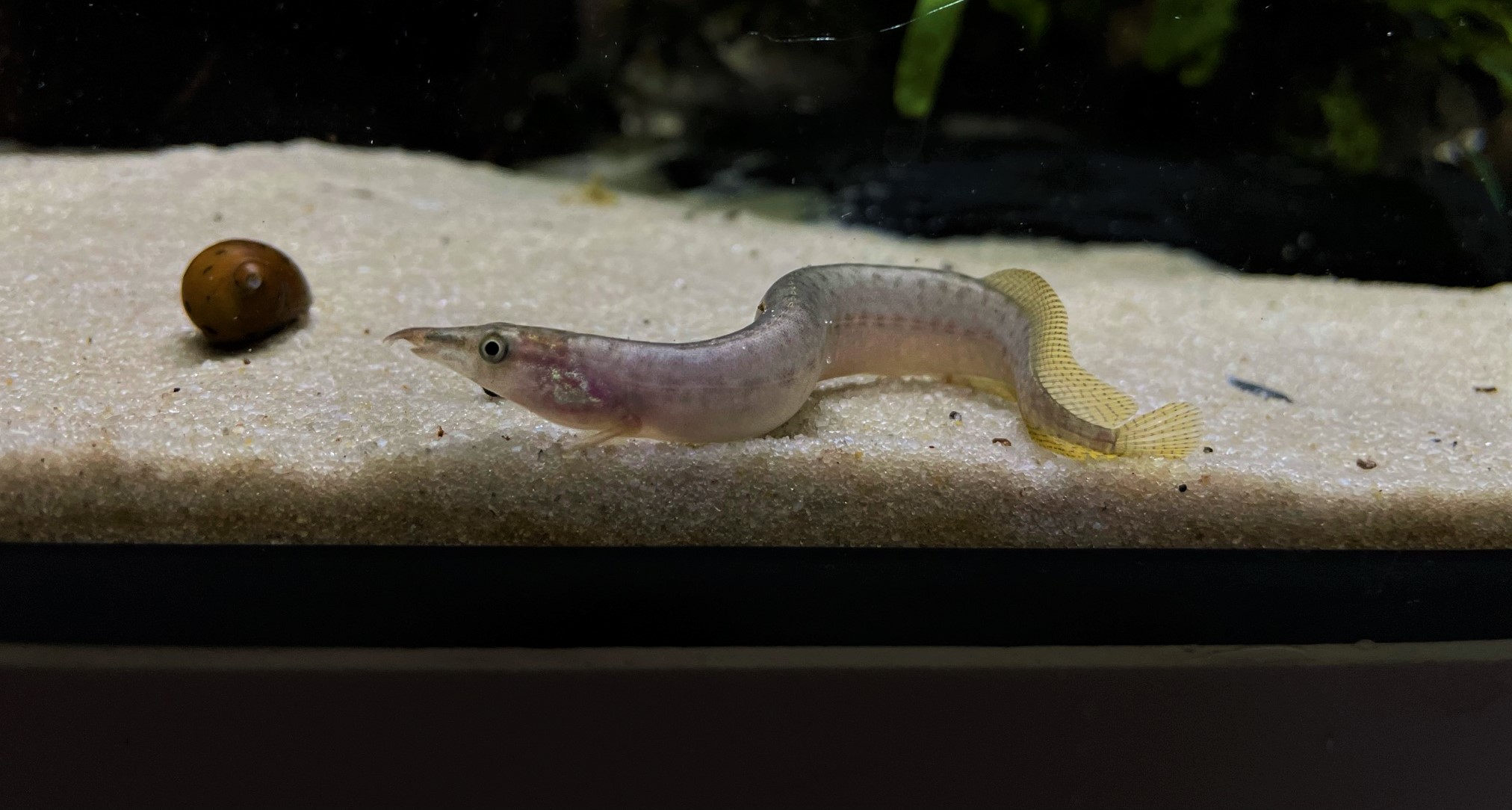 Indischer Zwergaal (2)