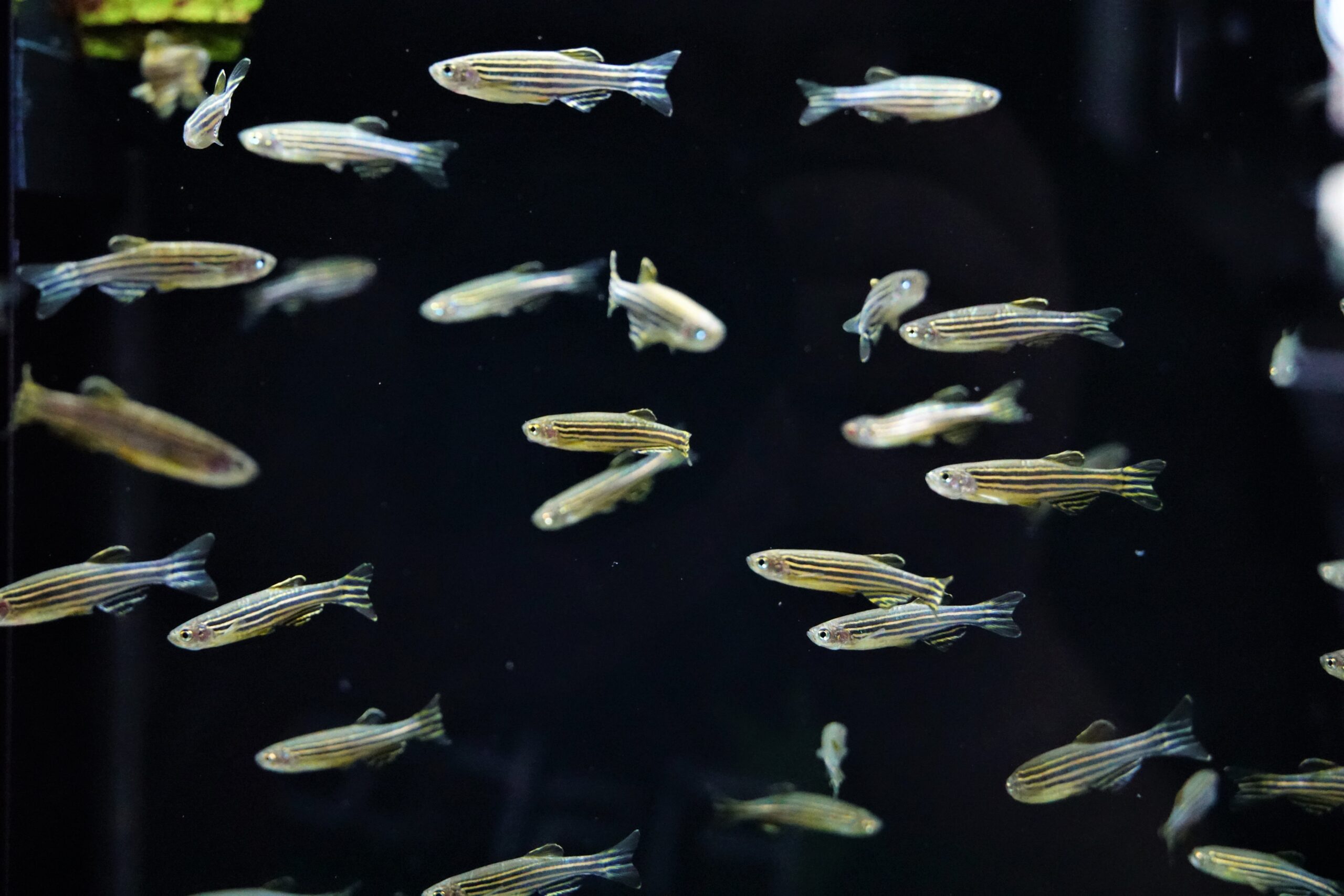 Zebra Zwerbbärbling (1)