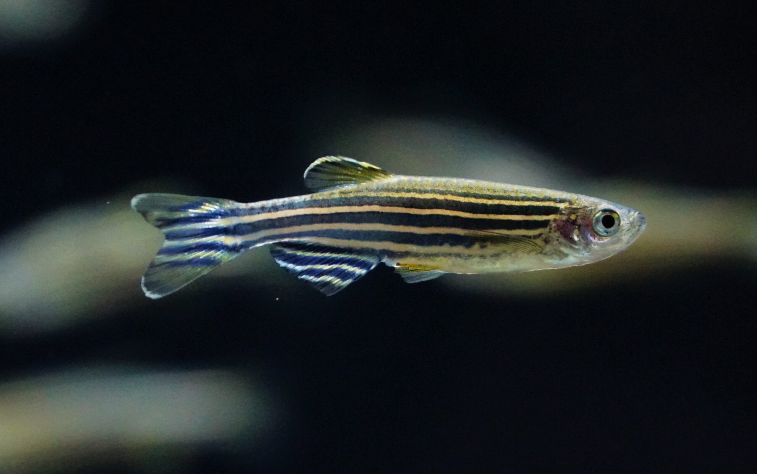 Zebra Zwerbbärbling (2)