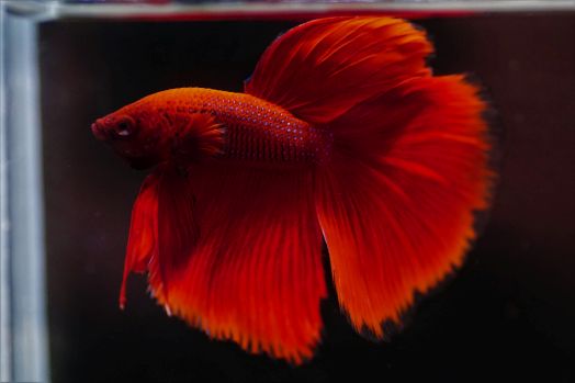 Betta halfmoon 4
