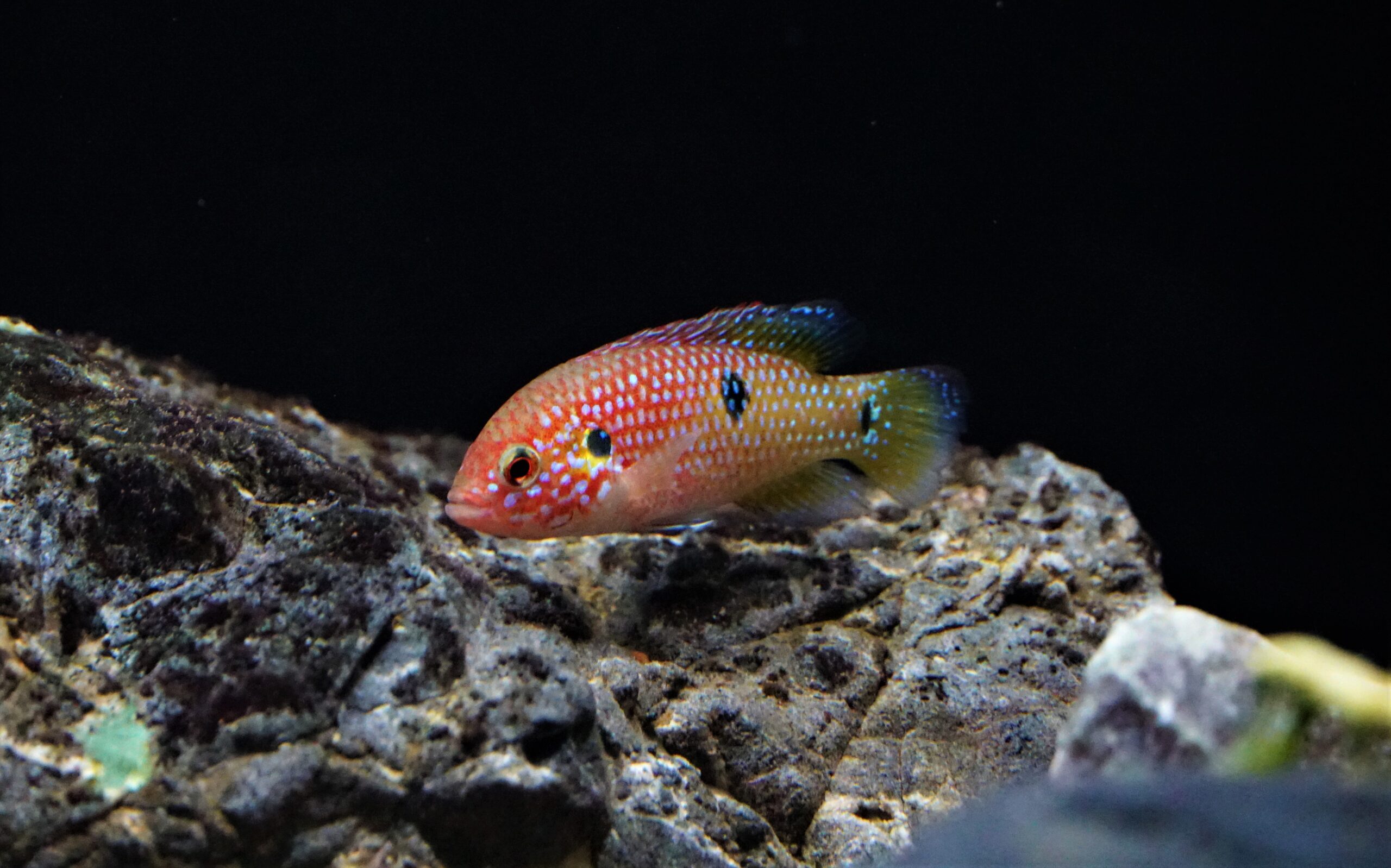 HEMICHROMIS LIFALILI (2)