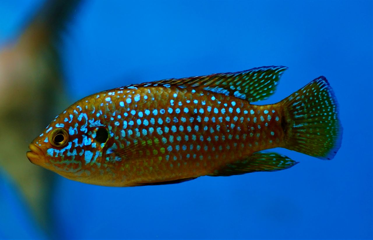 Hemichromis lifalili