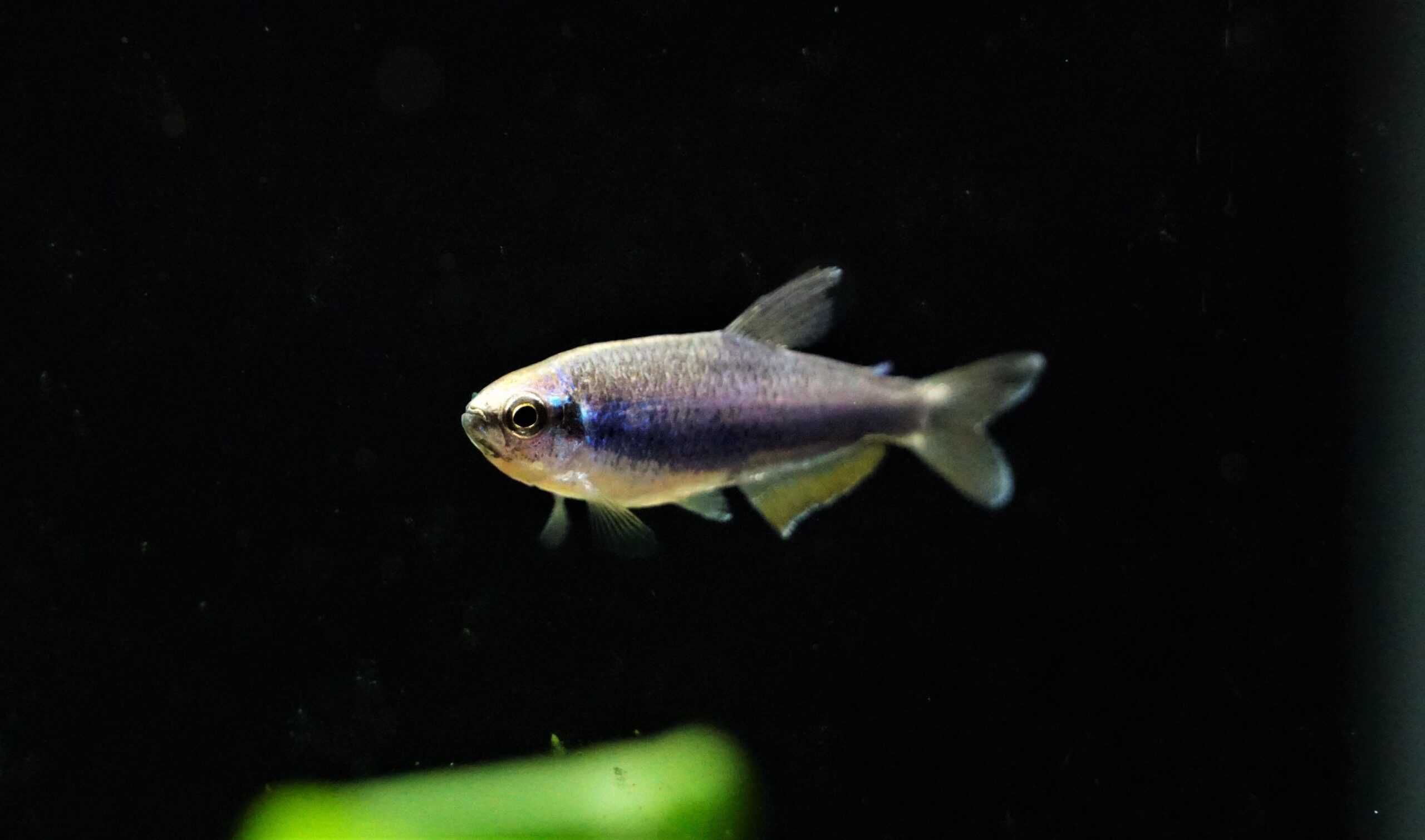 Königsalmler Superblau (1)