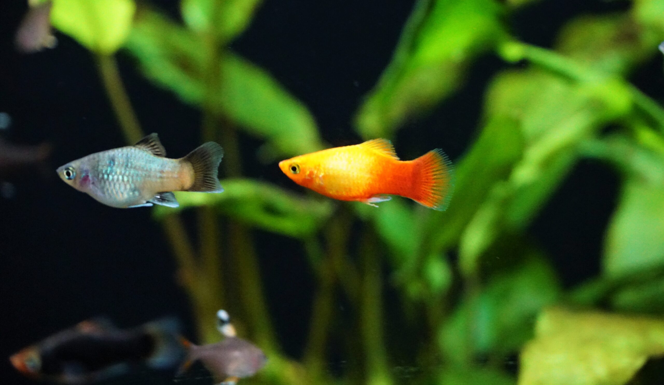 Platy Mix (6)