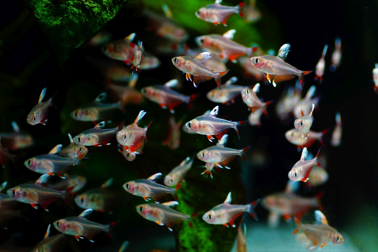 Rosensalmler white fin