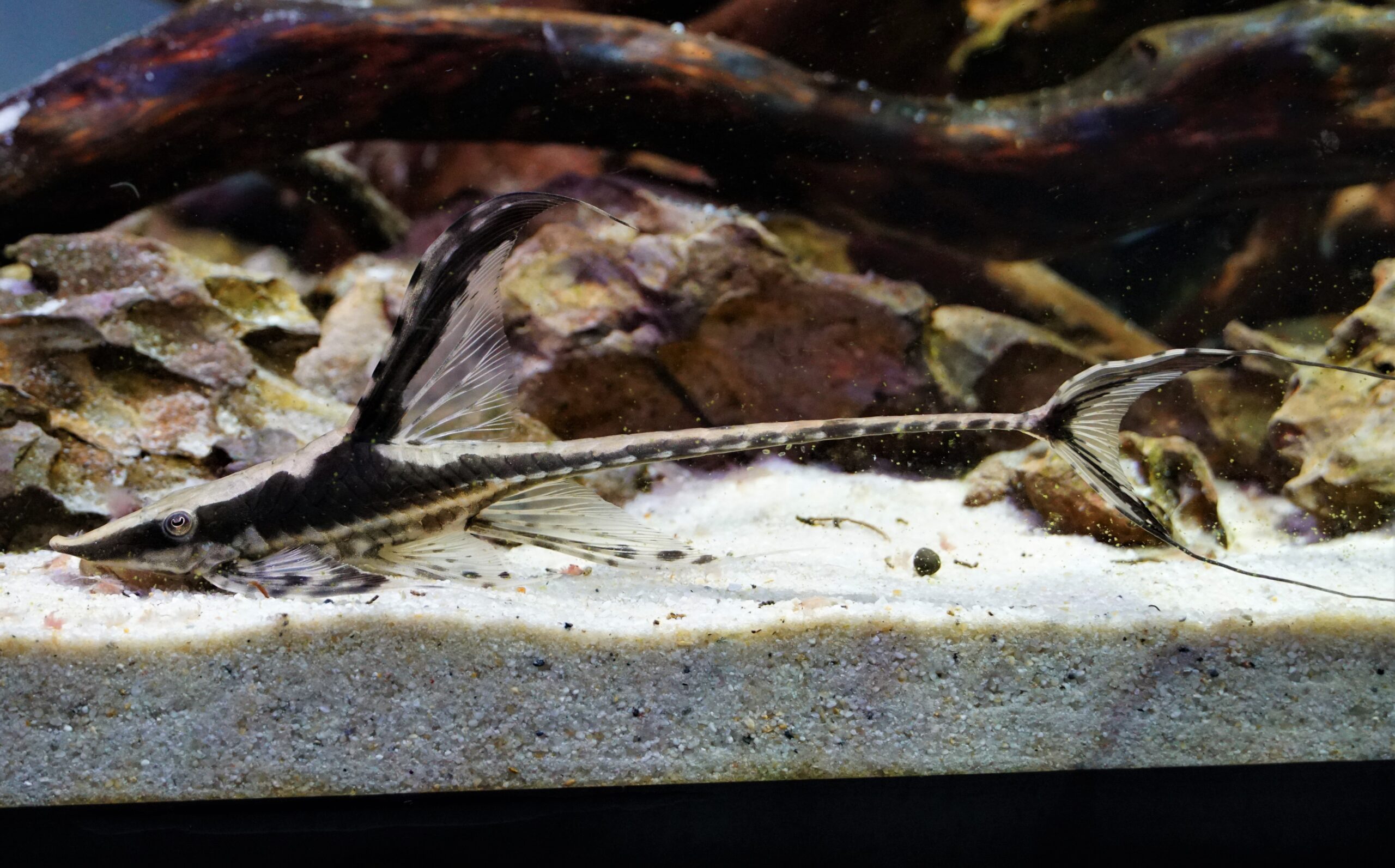 Sturisoma festivum (1)