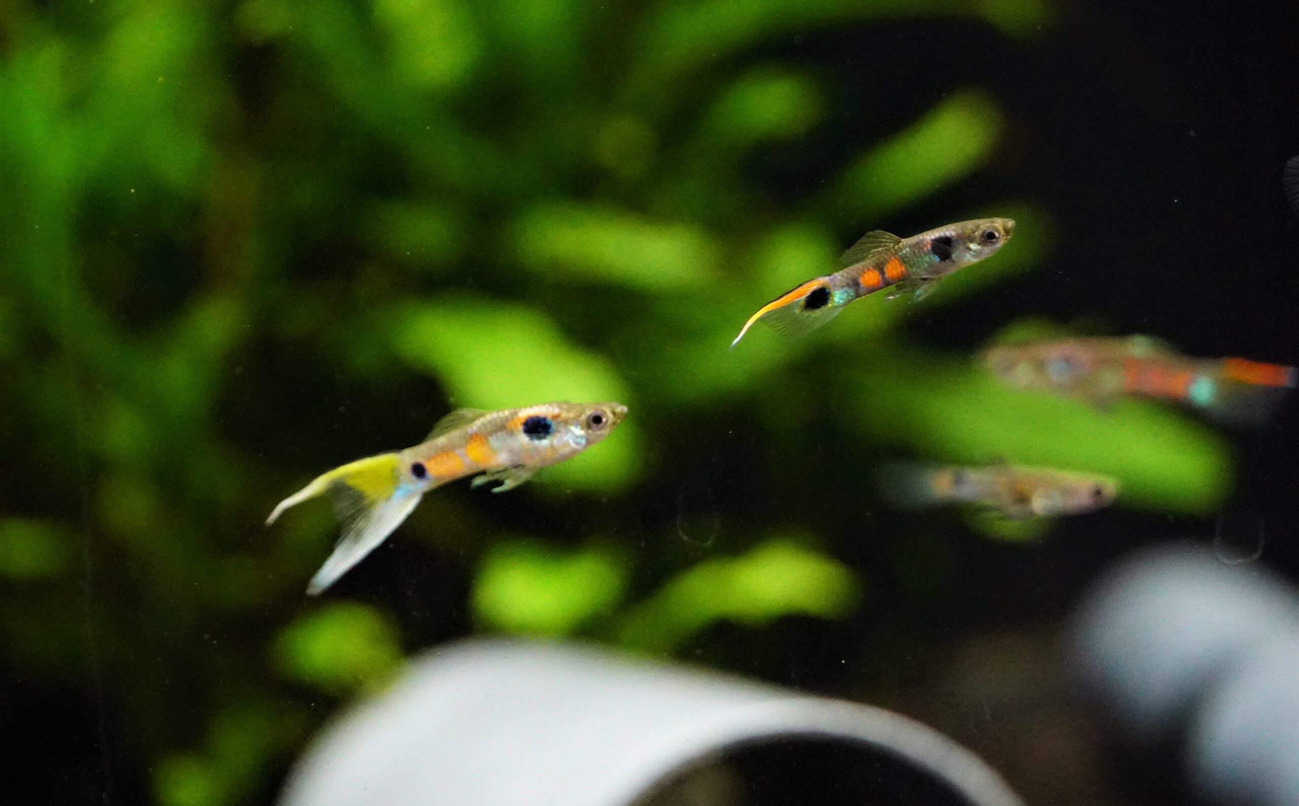 poecilia reticulata - Naturguppy (1)