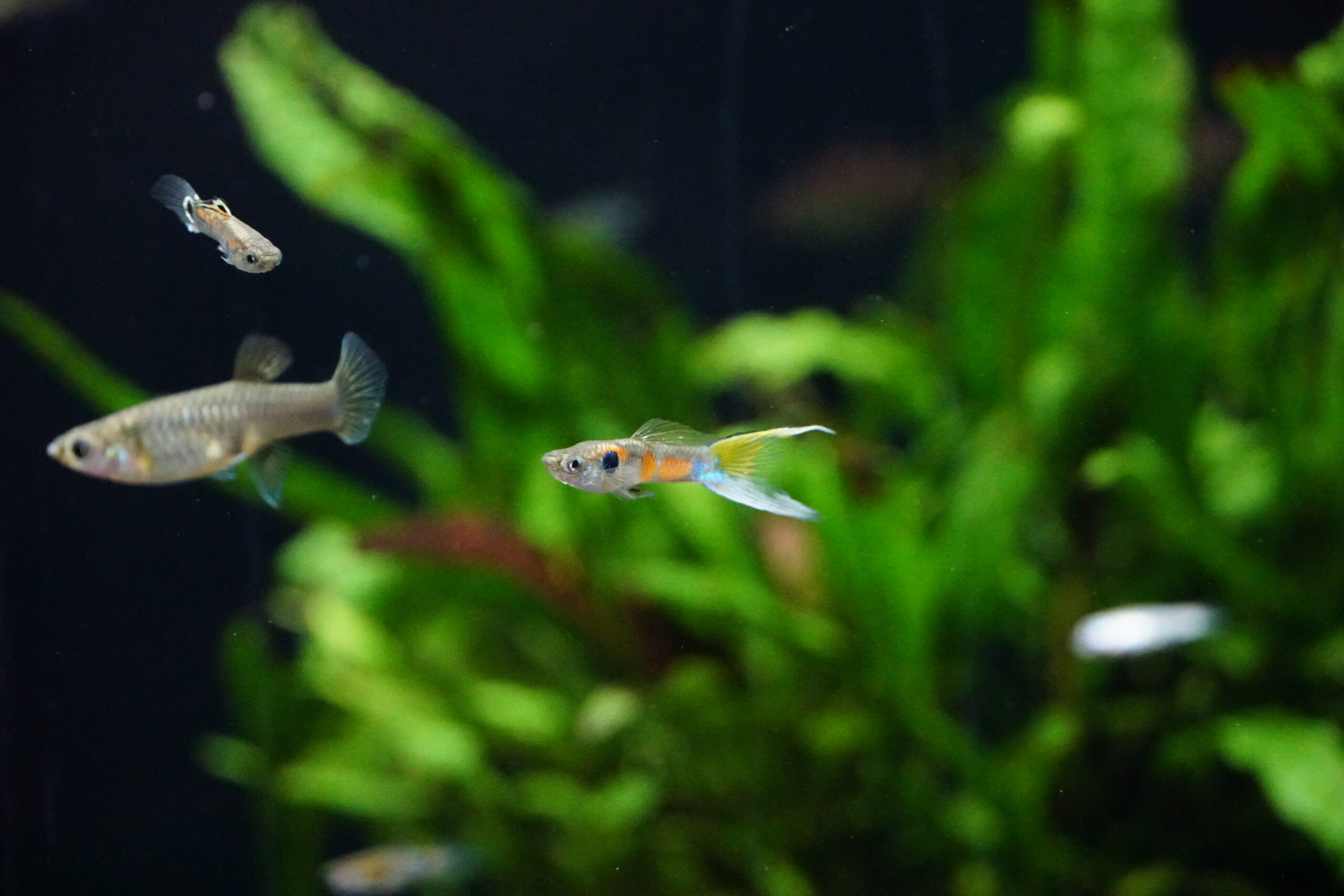 poecilia reticulata - Naturguppy (2)