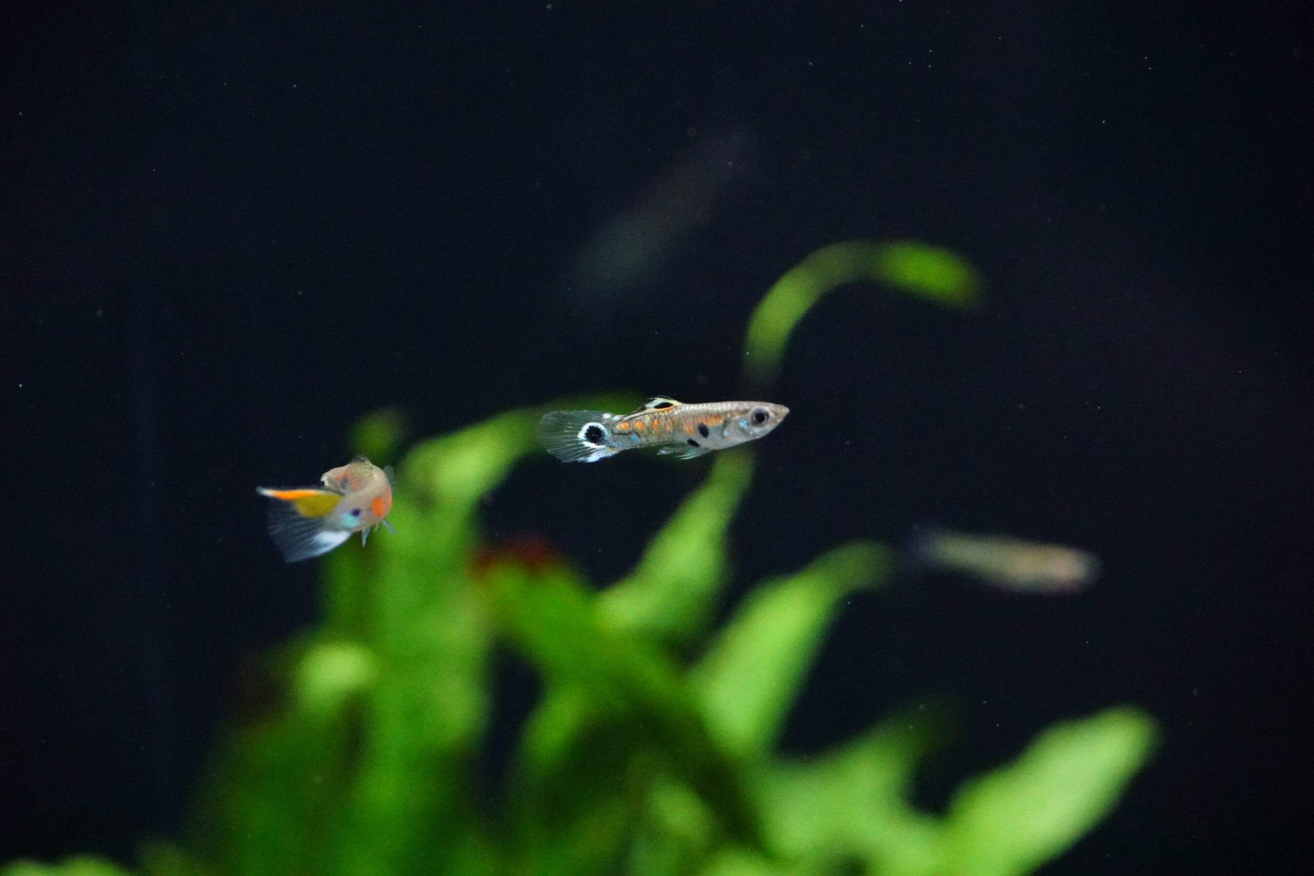 poecilia reticulata - Naturguppy (3)