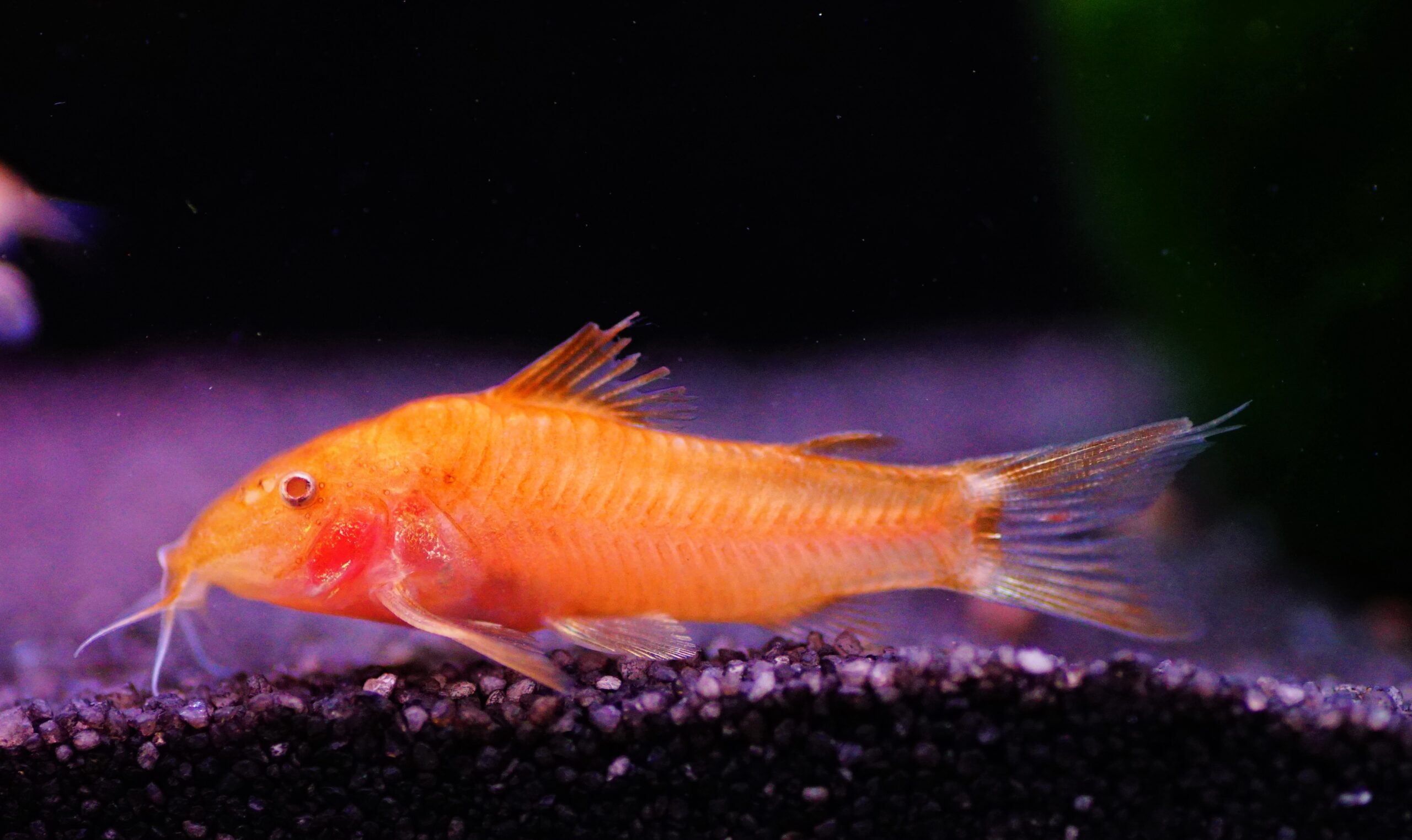 Aspidoras c125 orange (1)