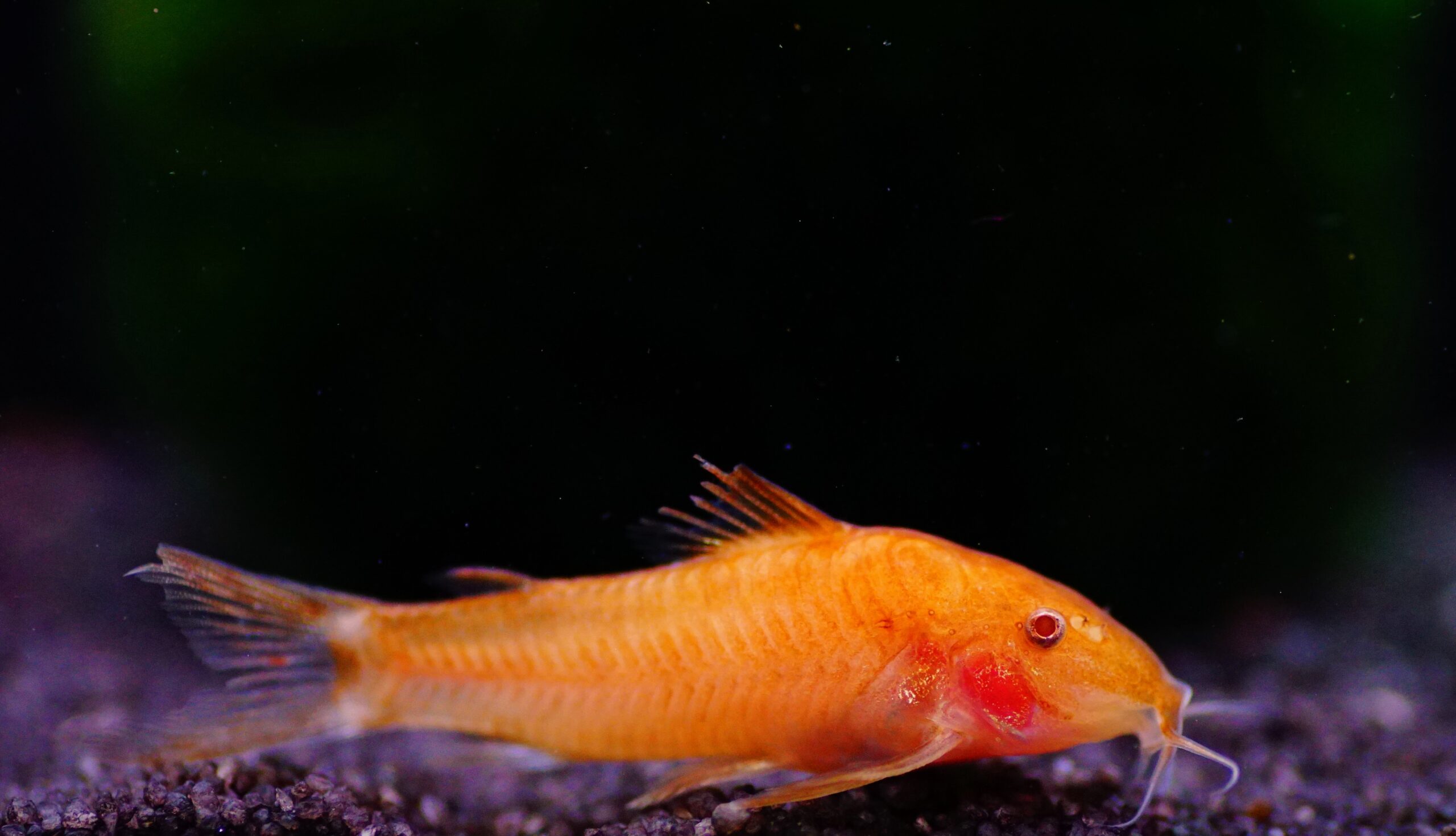 Aspidoras c125 orange (2)