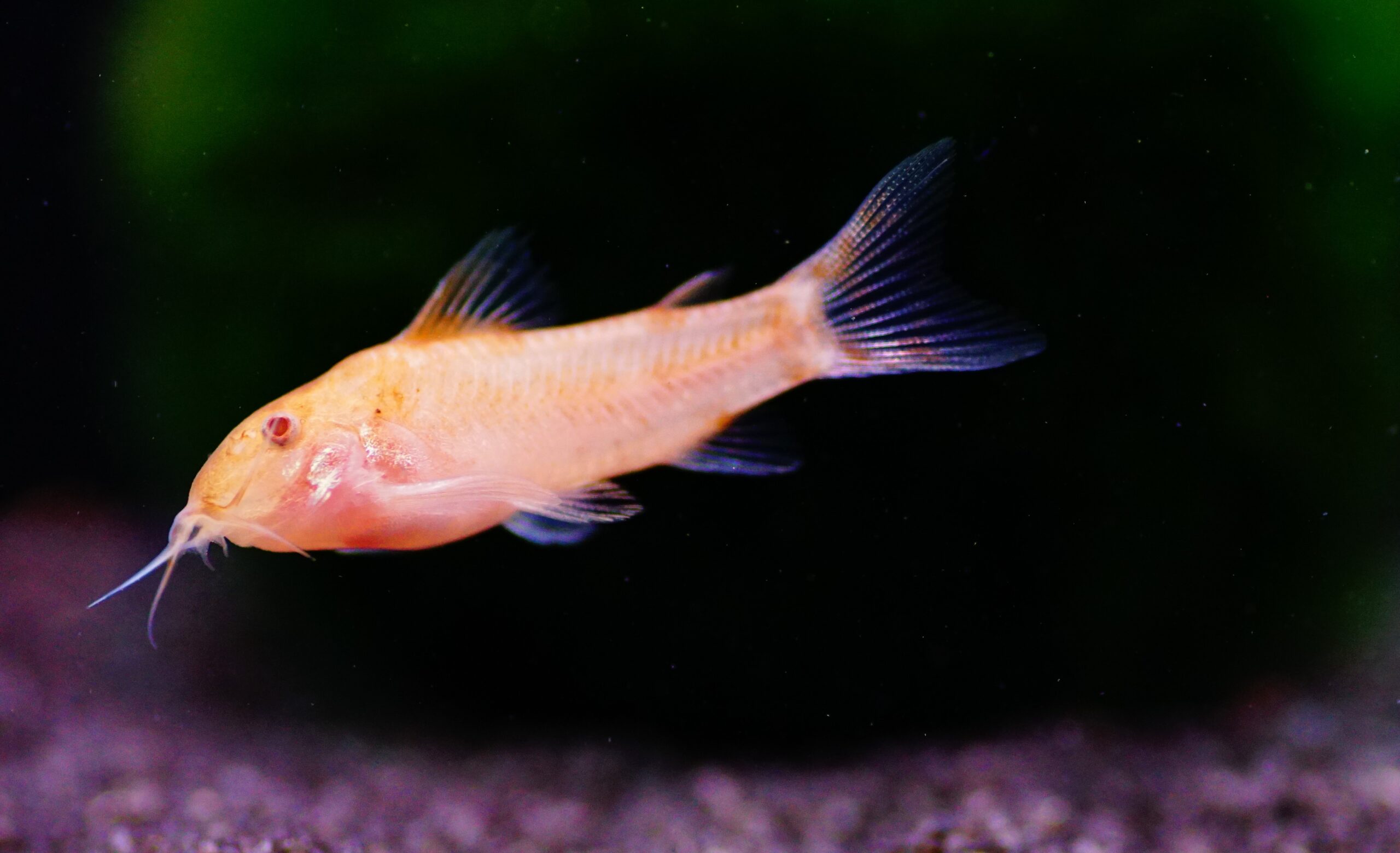 Aspidoras c125 orange (3)