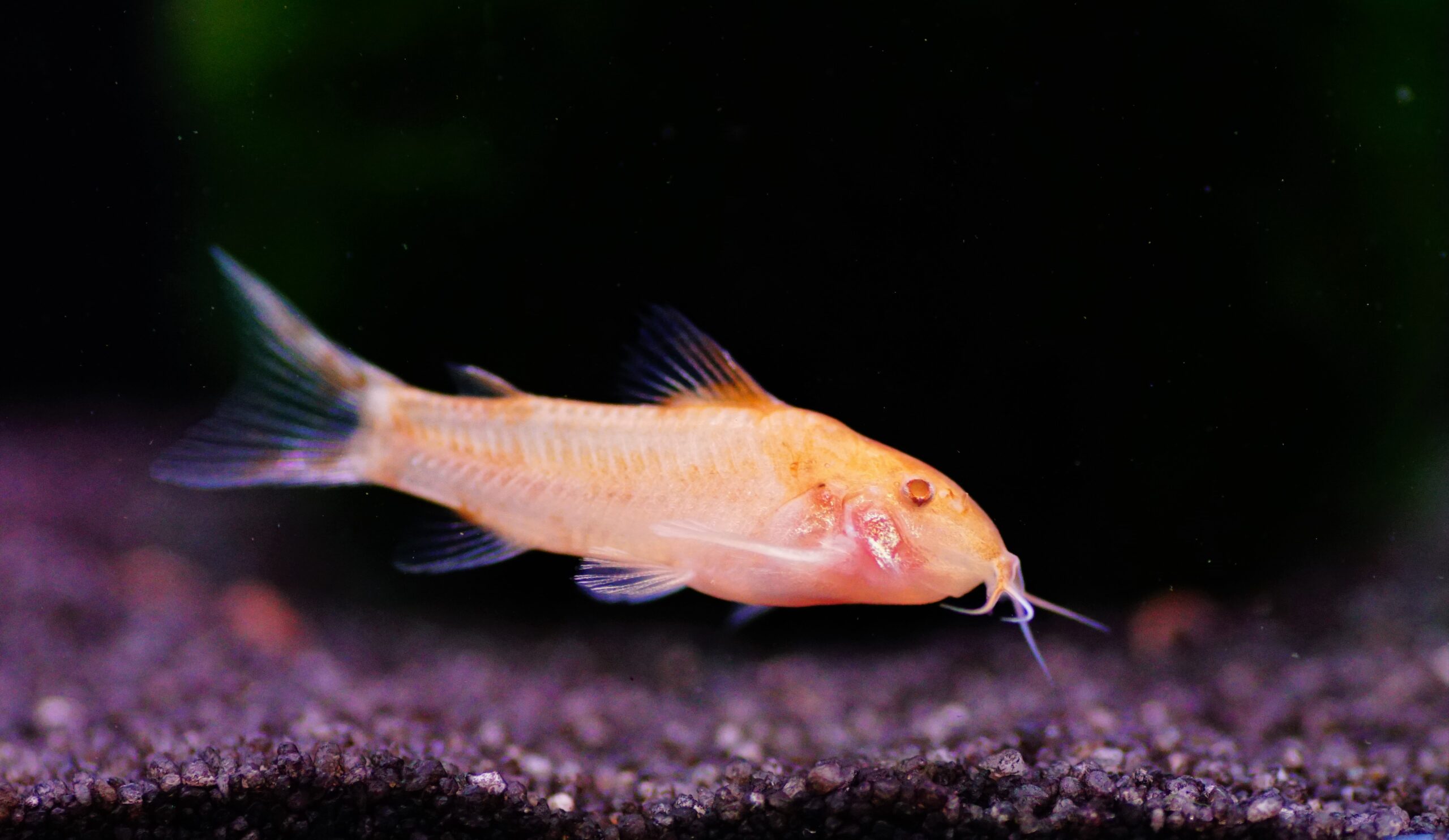 Aspidoras c125 orange (4)