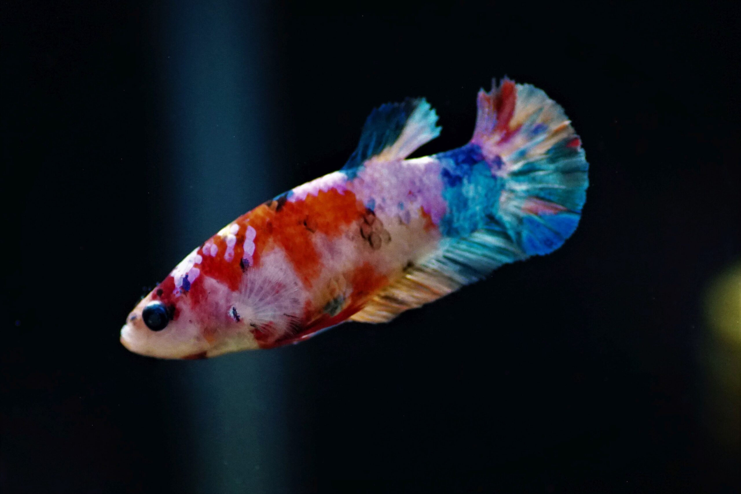 Betta Koi Weibchen 3