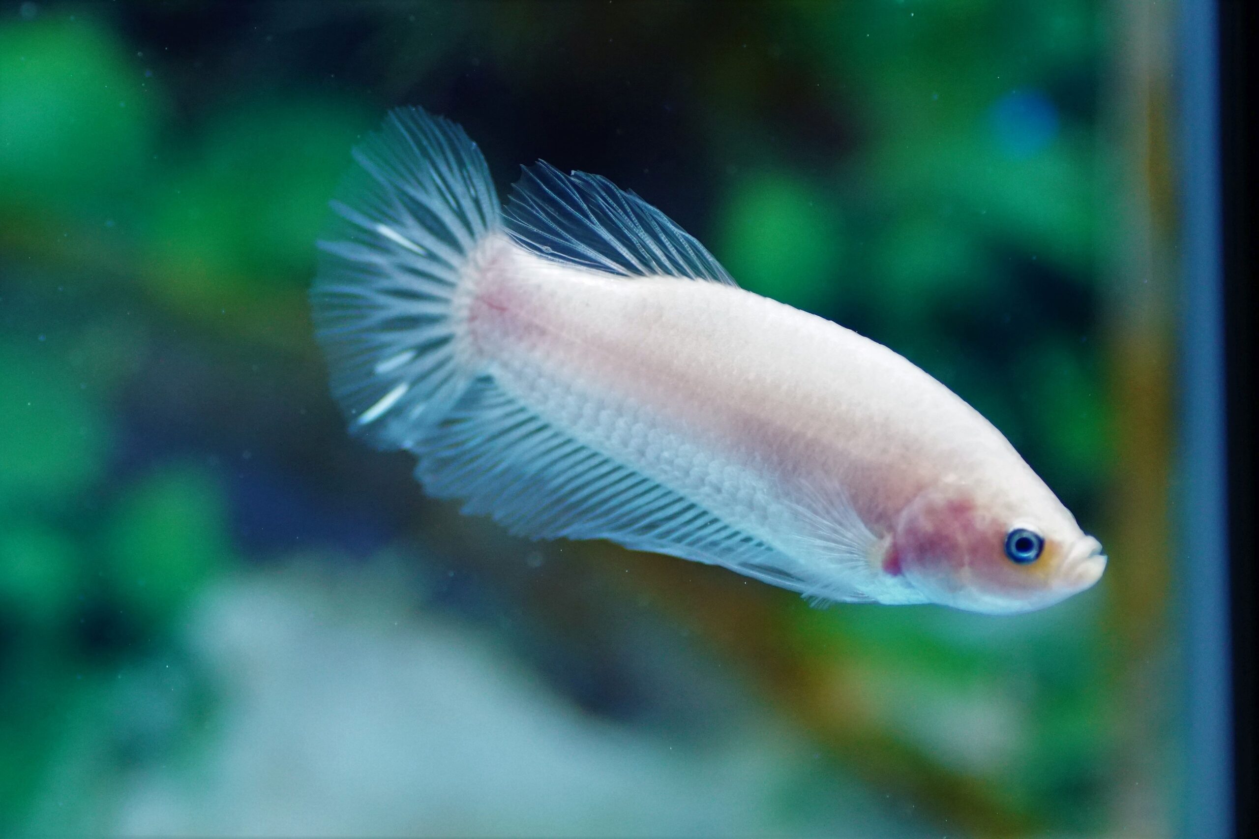 Betta Splendens Weibchen