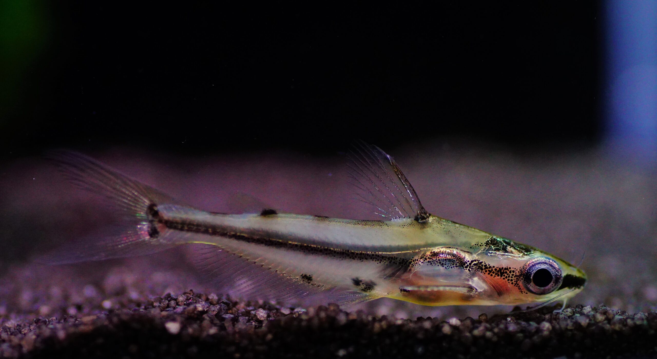 HYALOBAGRUS ORNATUS (1)