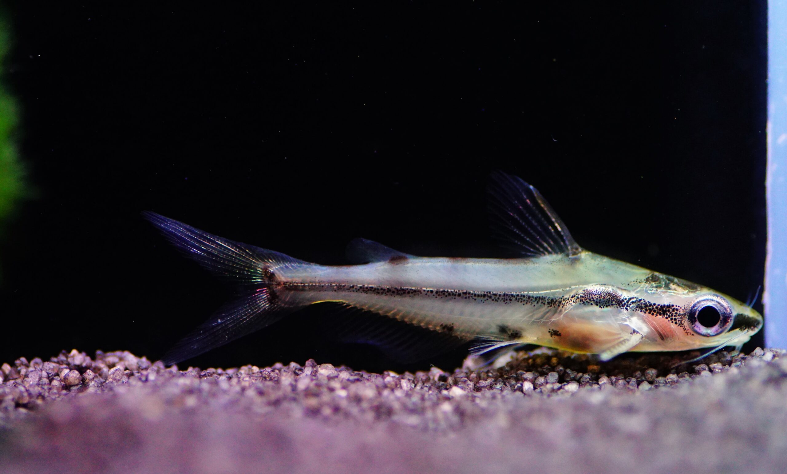 HYALOBAGRUS ORNATUS (2)