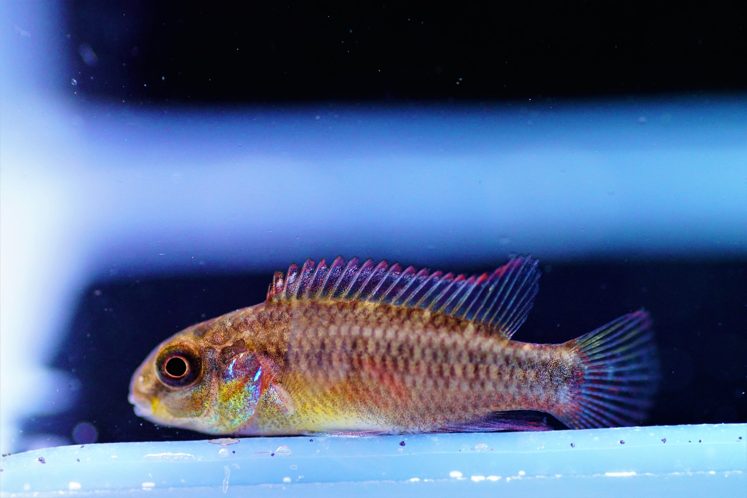 Pelviachromis Nyete (1)