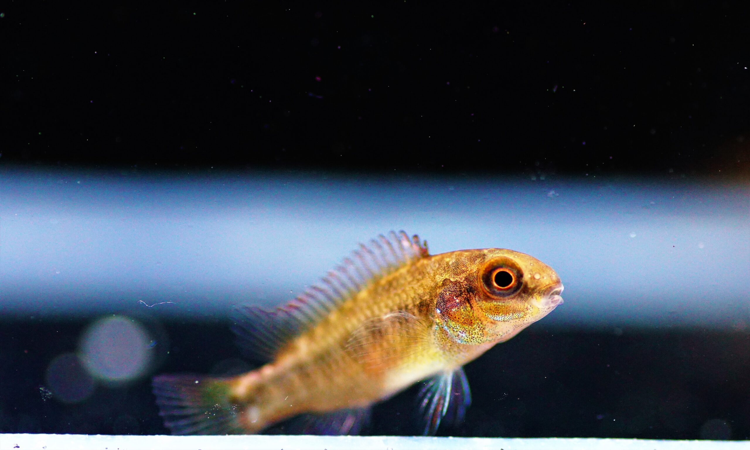 Pelviachromis Nyete (2)