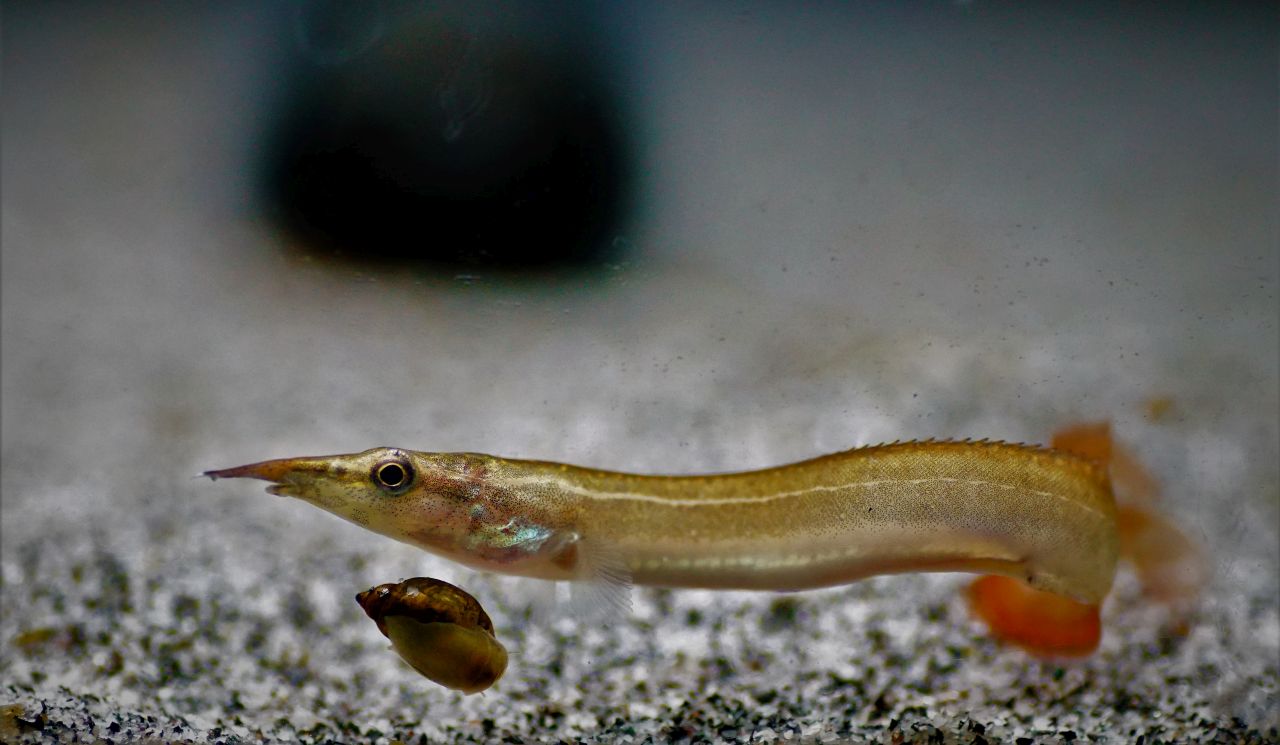 Augenfleckstachelaal (1)