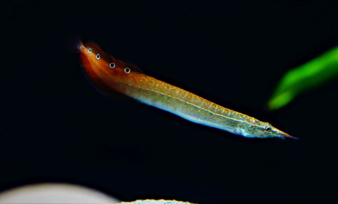 Augenfleckstachelaal (2)