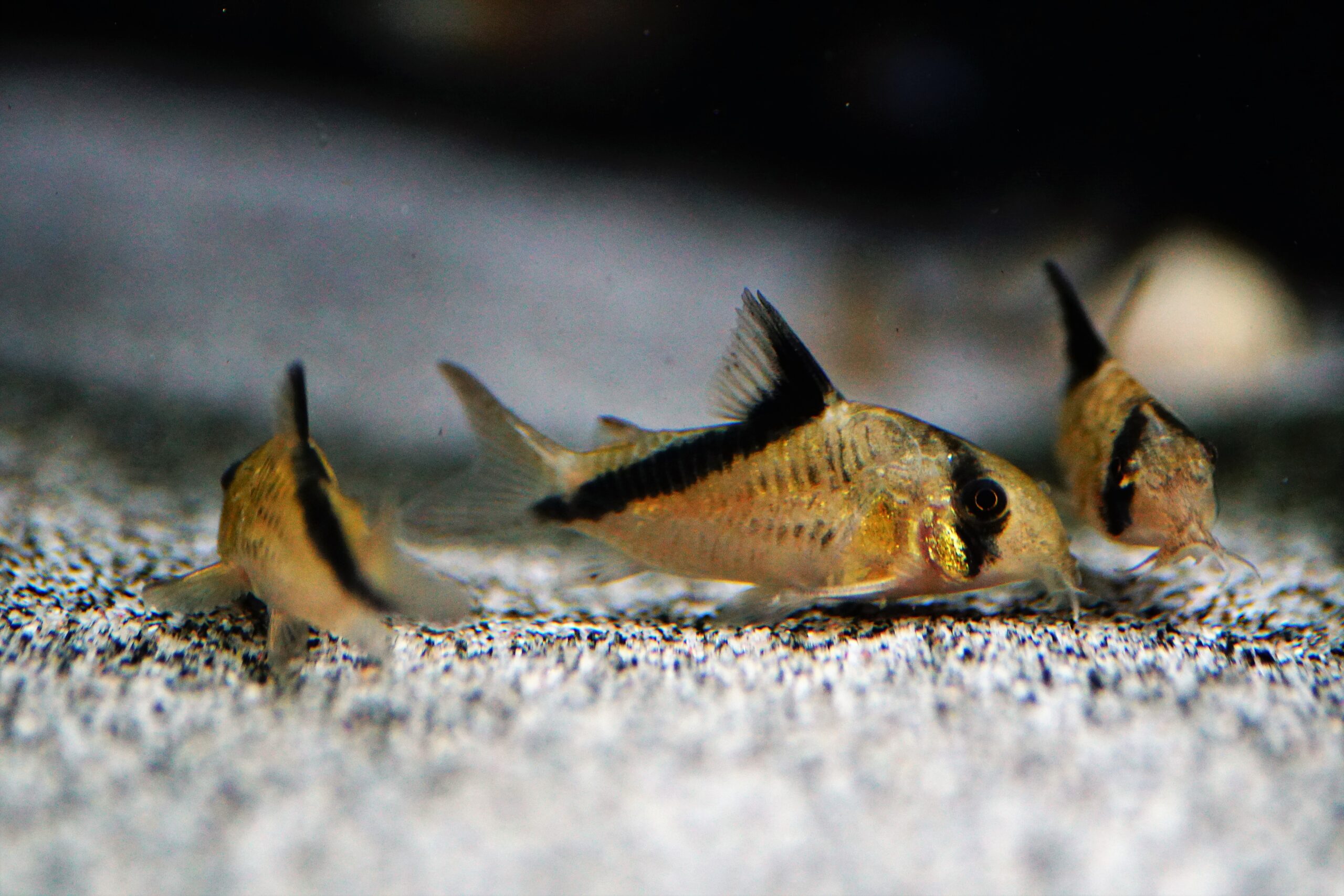 Corydoras Melini (2)