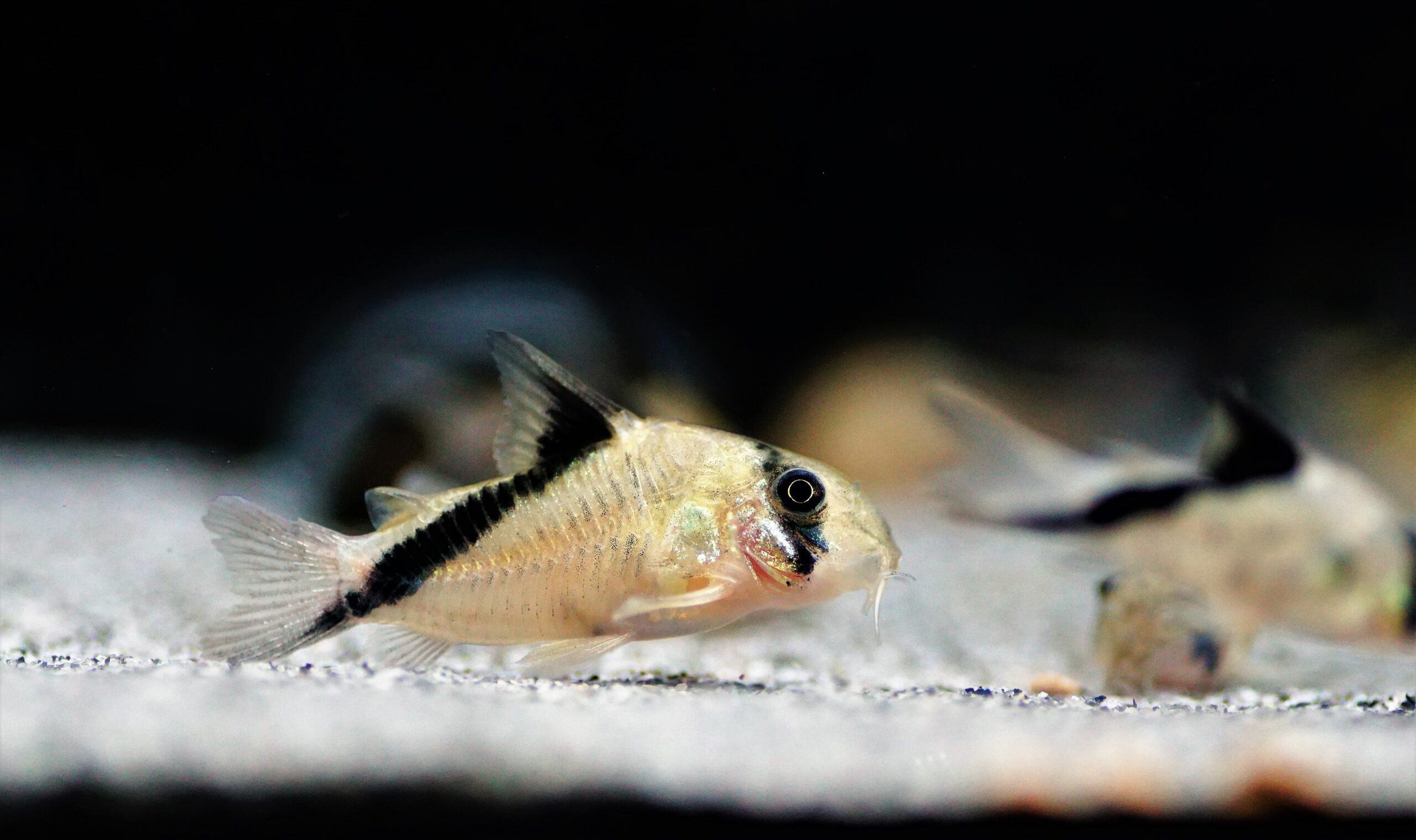 Corydoras Melini (3)