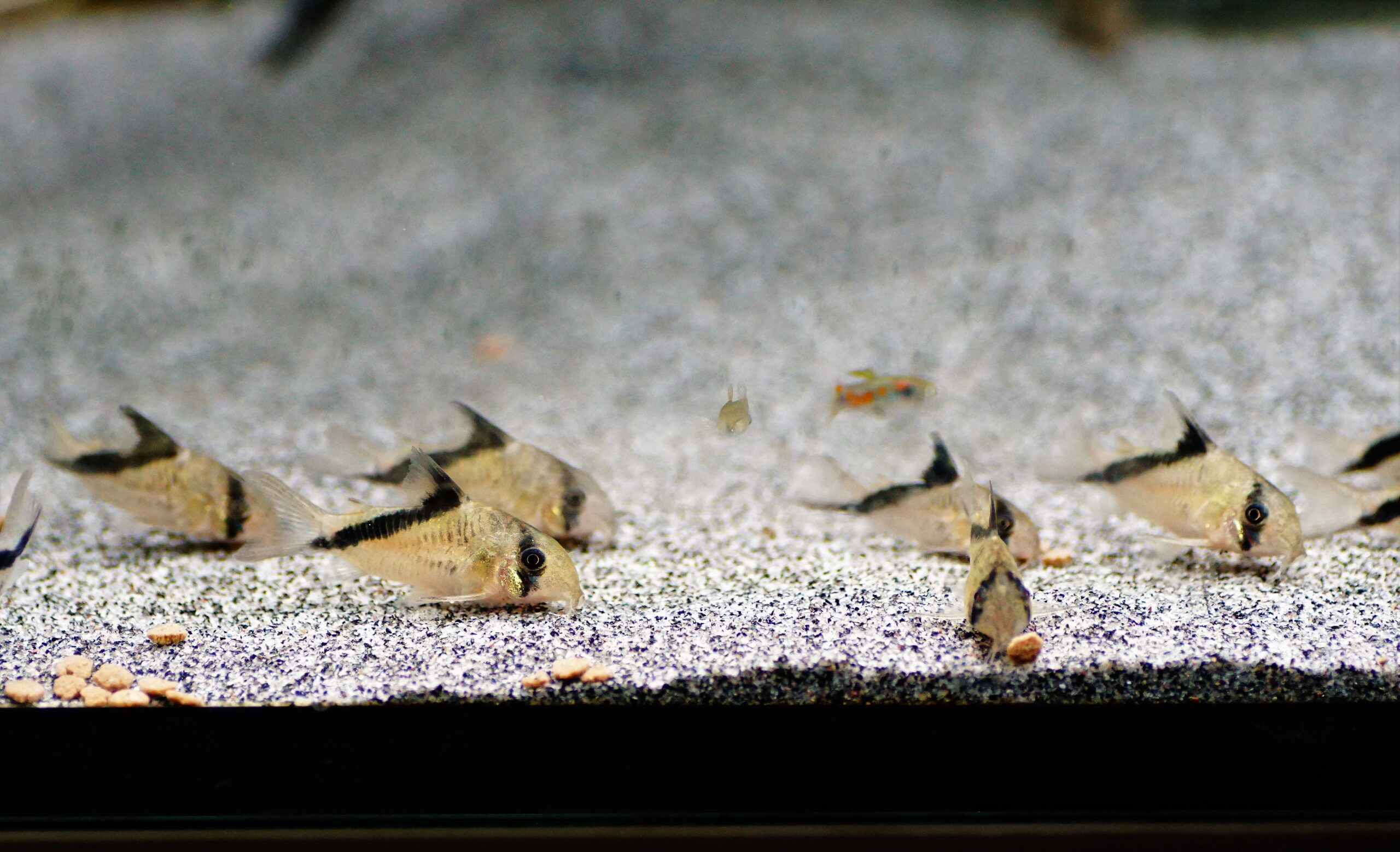 Corydoras Melini (5)