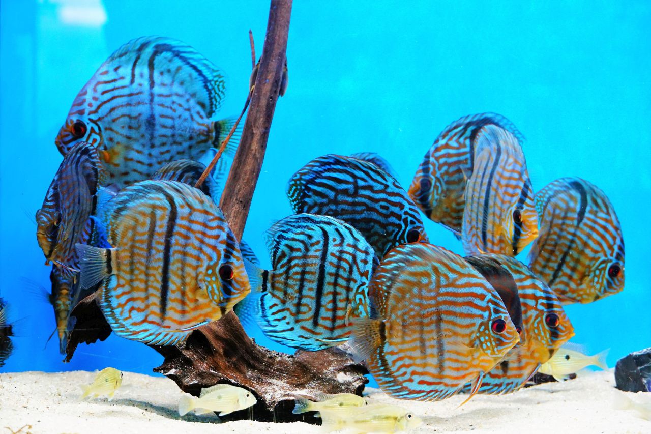 Diskus Heckel Cross (1)