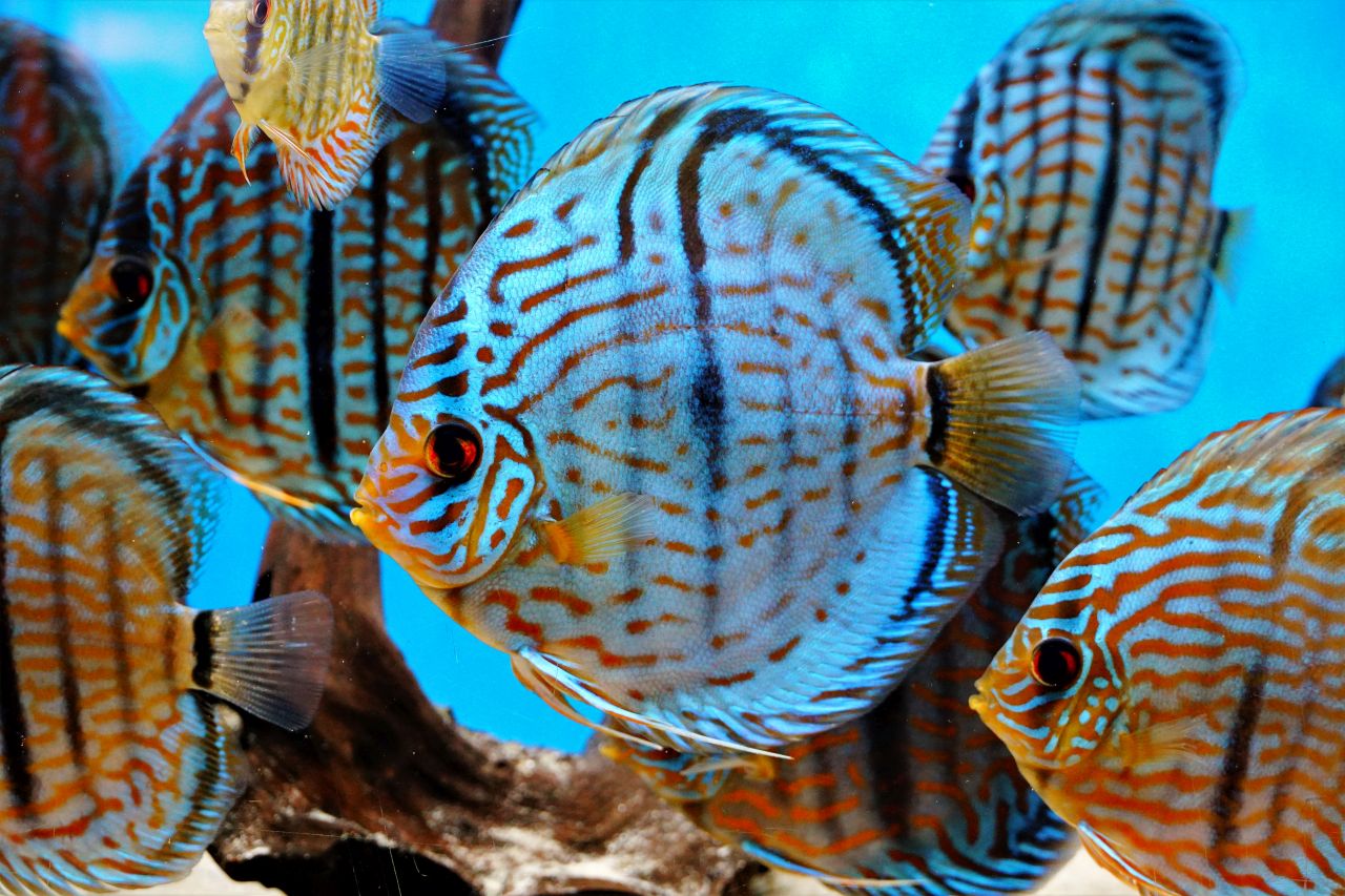 Diskus Heckel Cross (2)