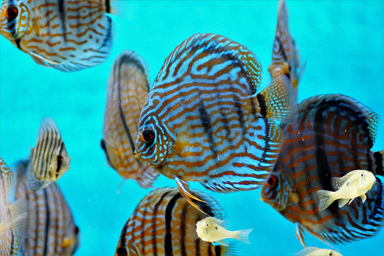 Diskus Heckel Cross (3)