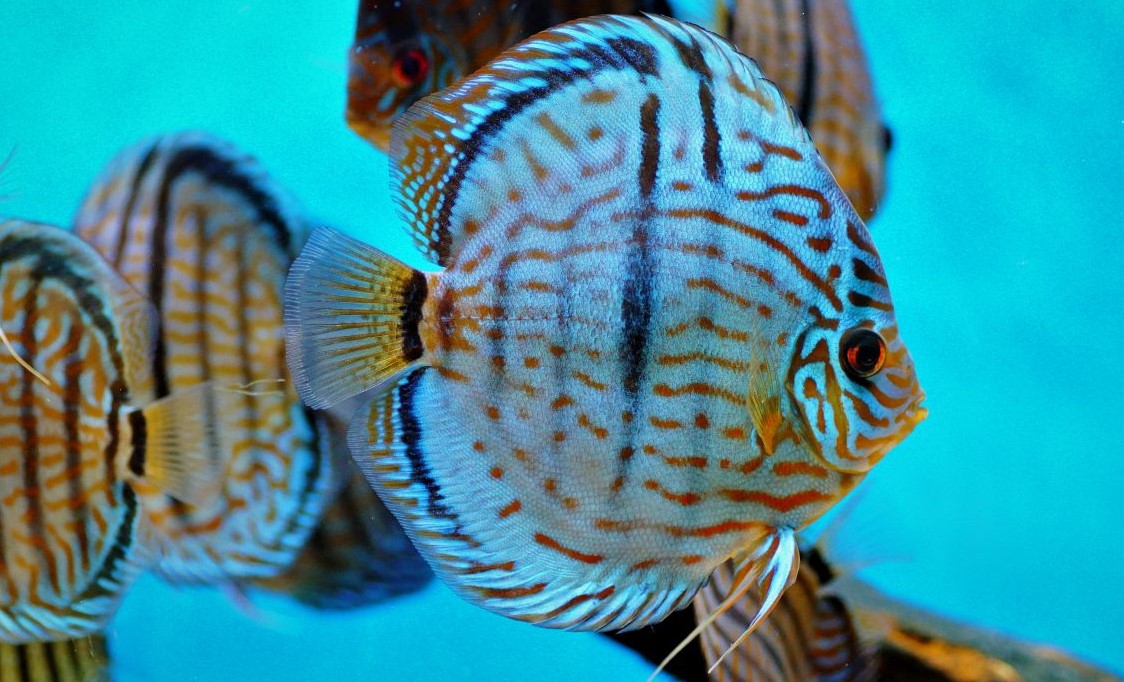 Diskus Heckel Cross (4)