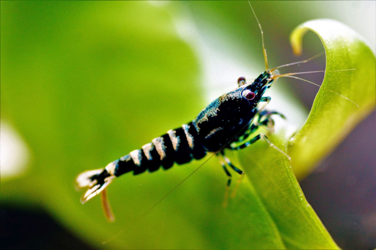 Galaxy Fishbone Black (1)