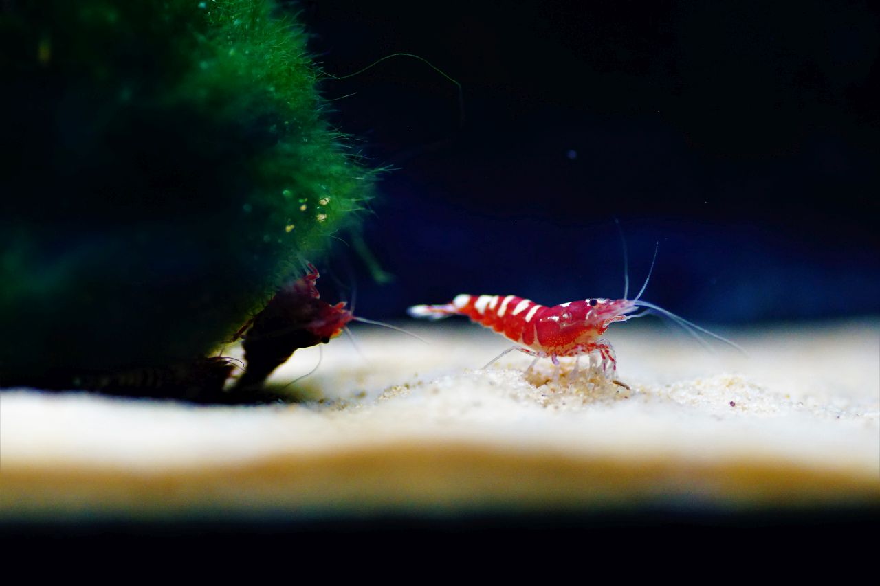 Galaxy Fishbone Red (1)