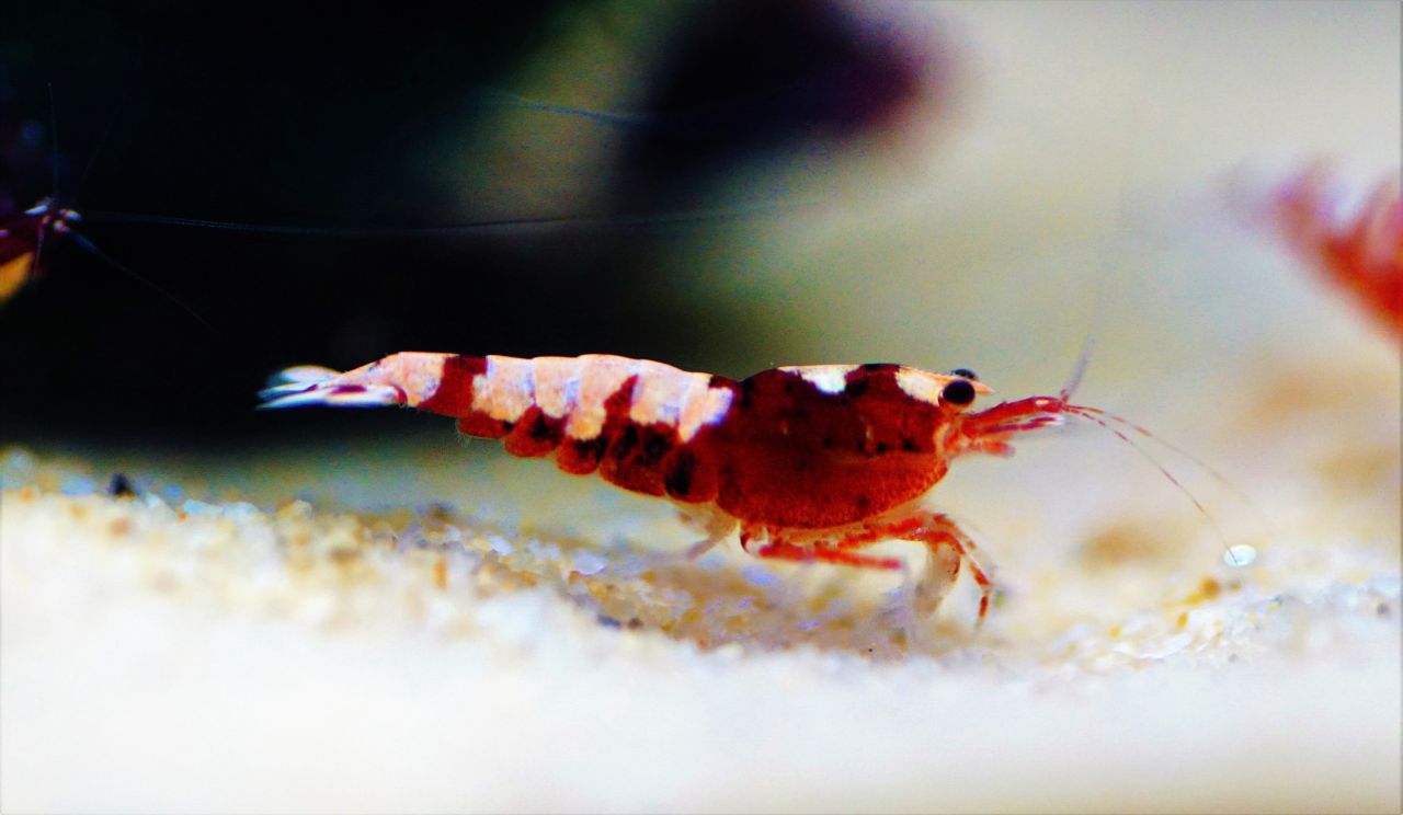 Galaxy Fishbone Red (2)