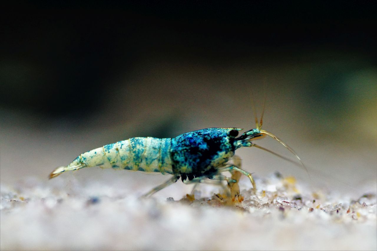 Garnele Taiwan Blue Bolt (2)