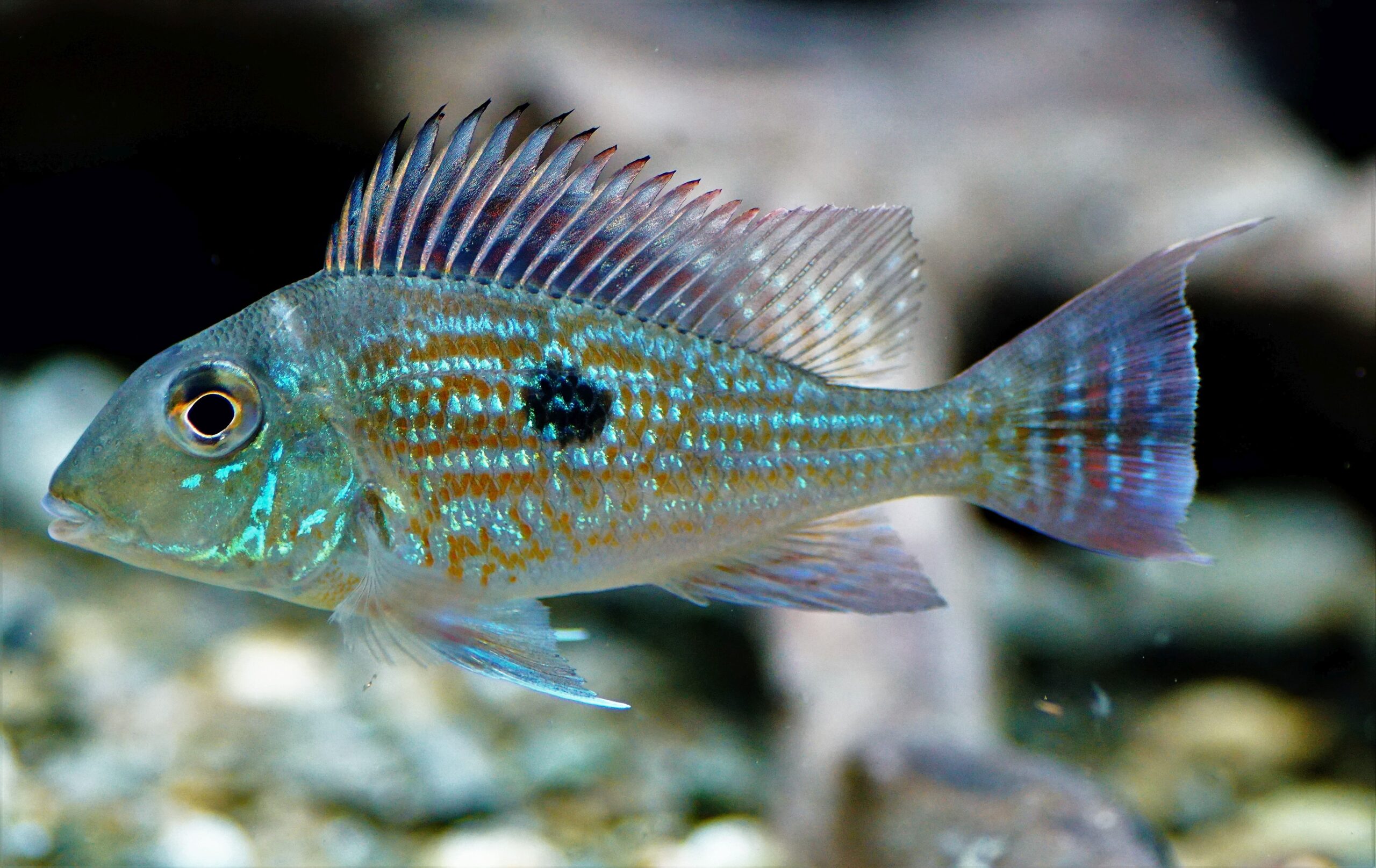 Geeophagus Sveni (1)