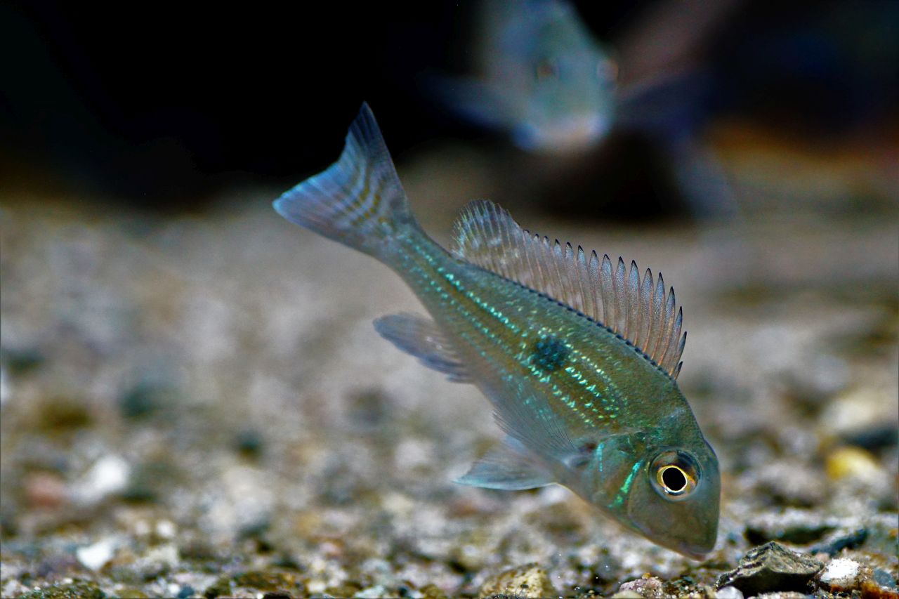 Geophagus sveni Rio Araguaia (1)