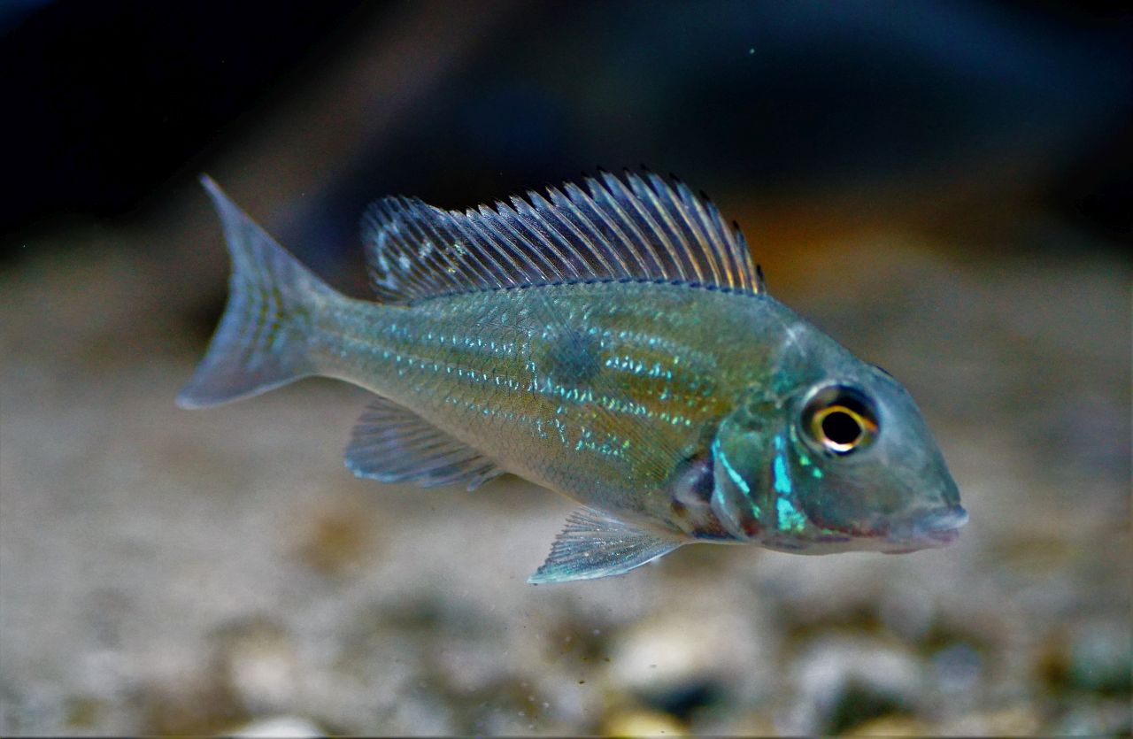 Geophagus sveni Rio Araguaia (2)