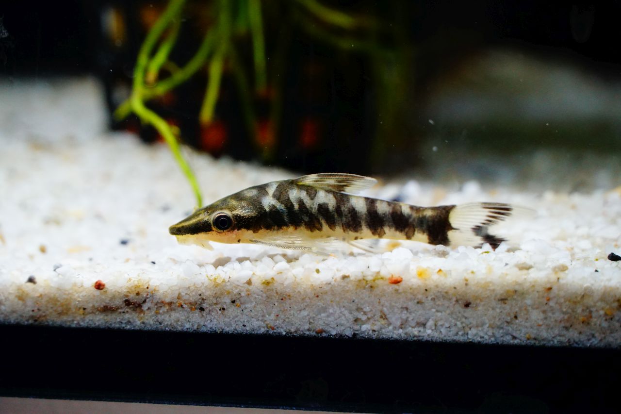 Otocincluscocoma Zebra