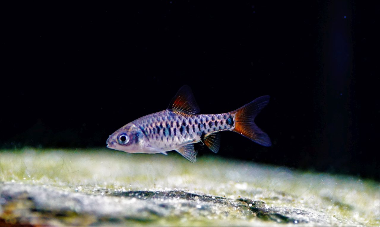 Puntius oligolepis (2)