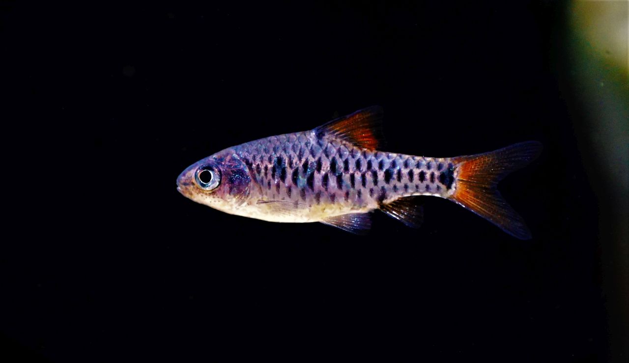 Puntius oligolepis (3)