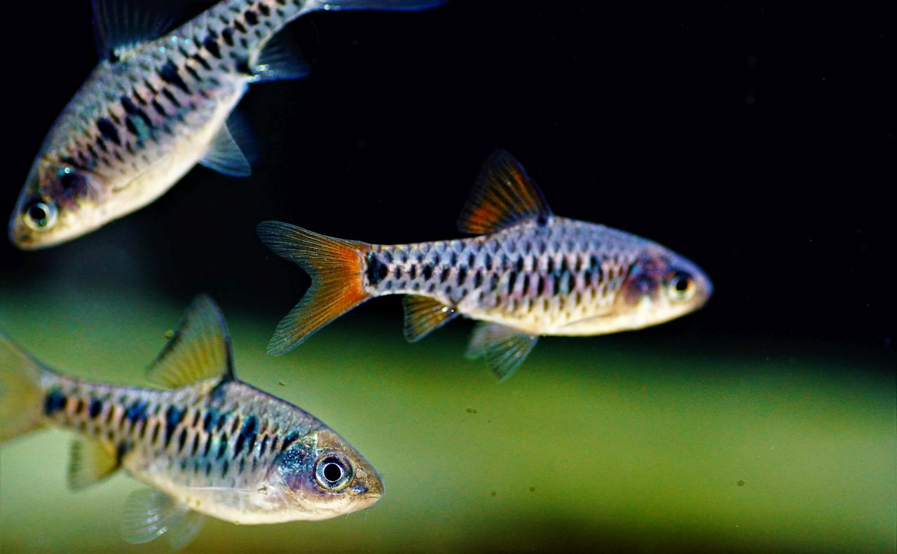 Puntius oligolepis (4)