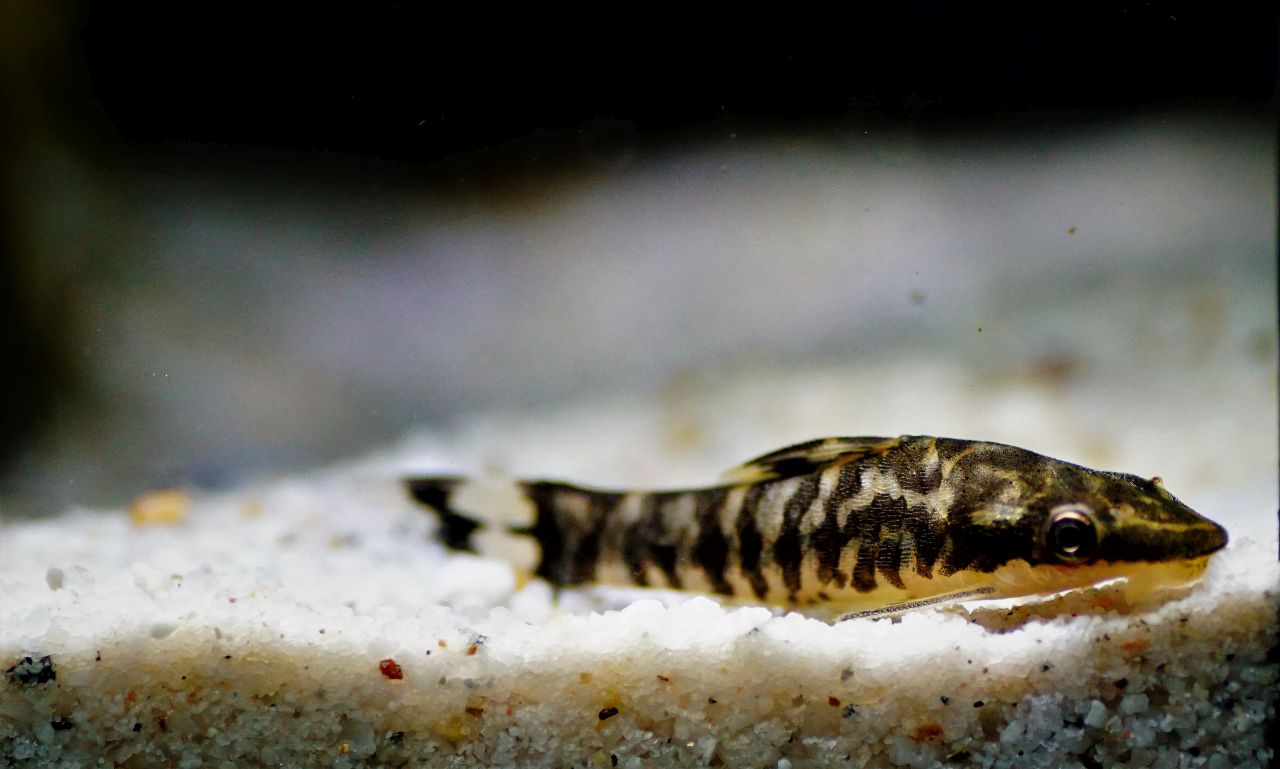 Zebra Oto (2)
