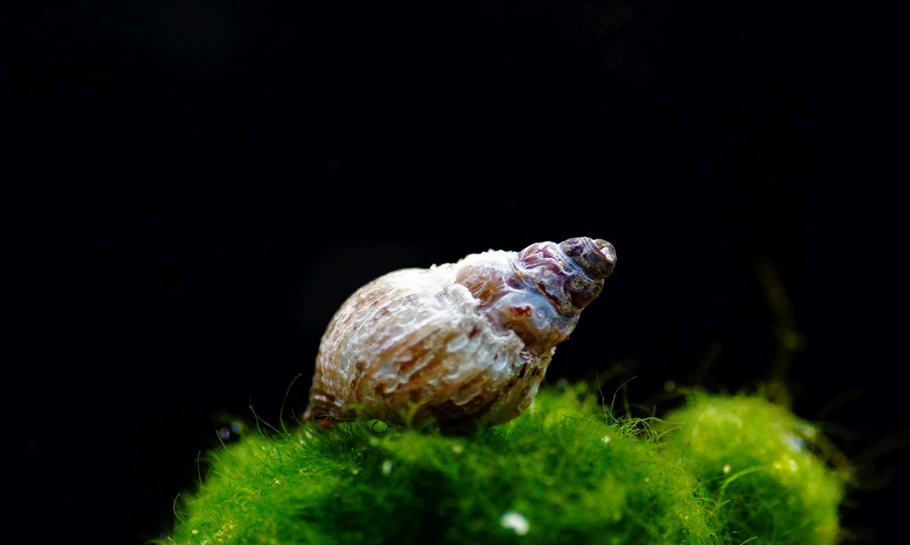 turmdeckelschnecke weis (1)
